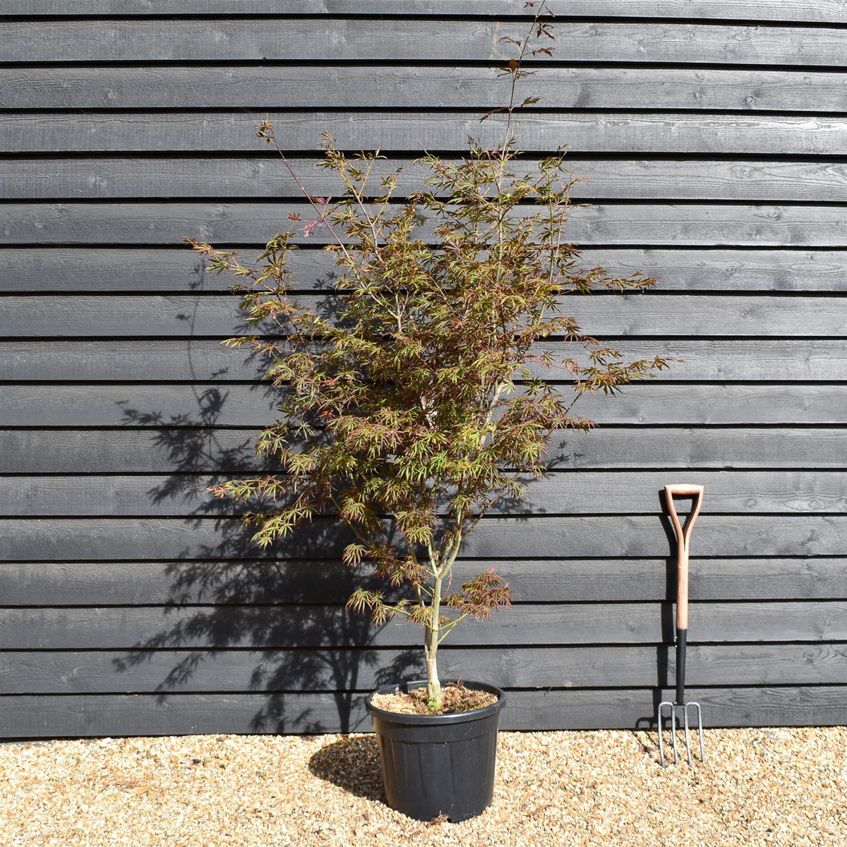 Japanese Maple 'Trompenburg' | Acer palmatum  - Bushy - Height 140-160cm - 35lt