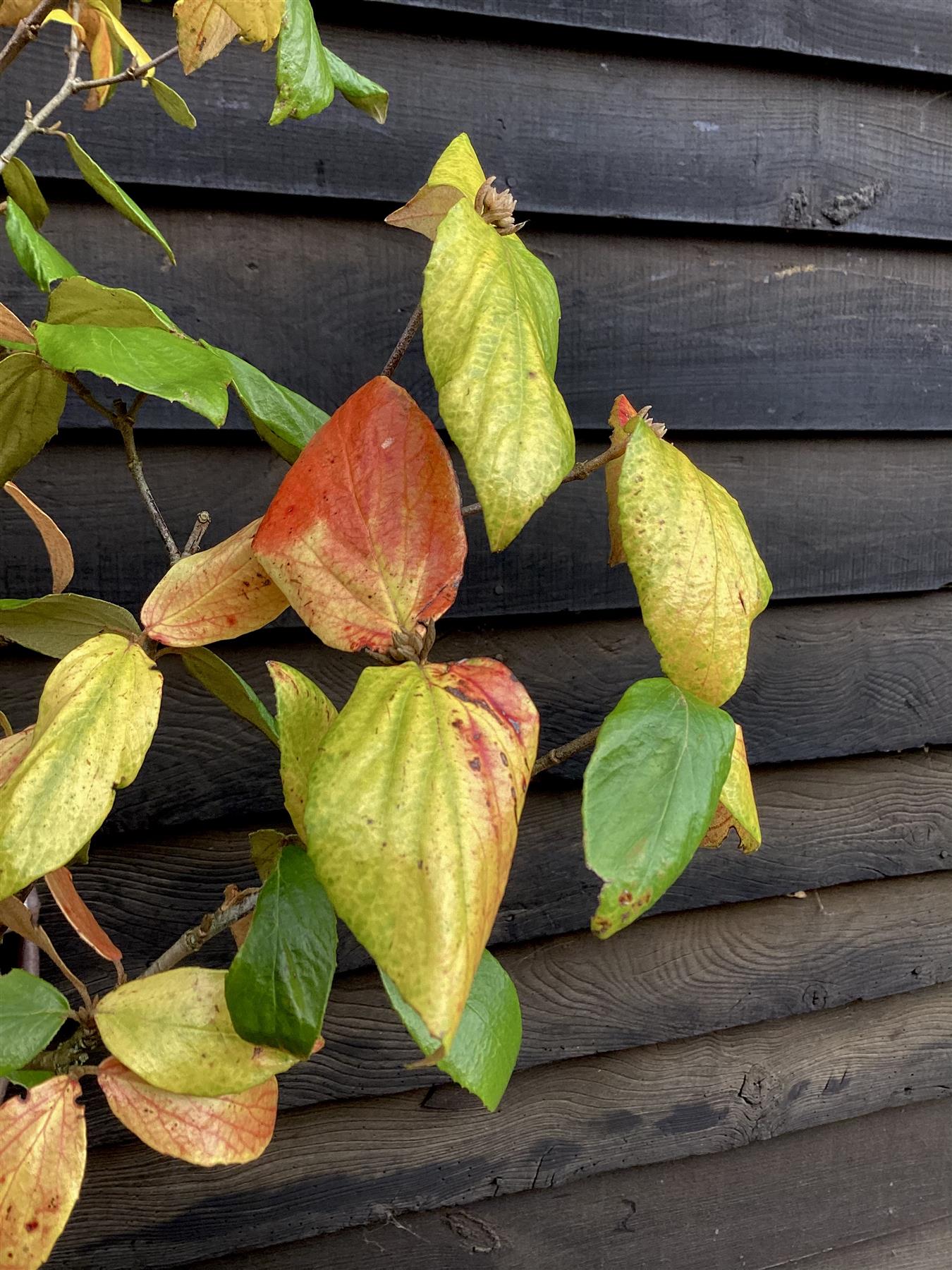 Viburnum burkwoodii | Burkwood viburnum - 30lt