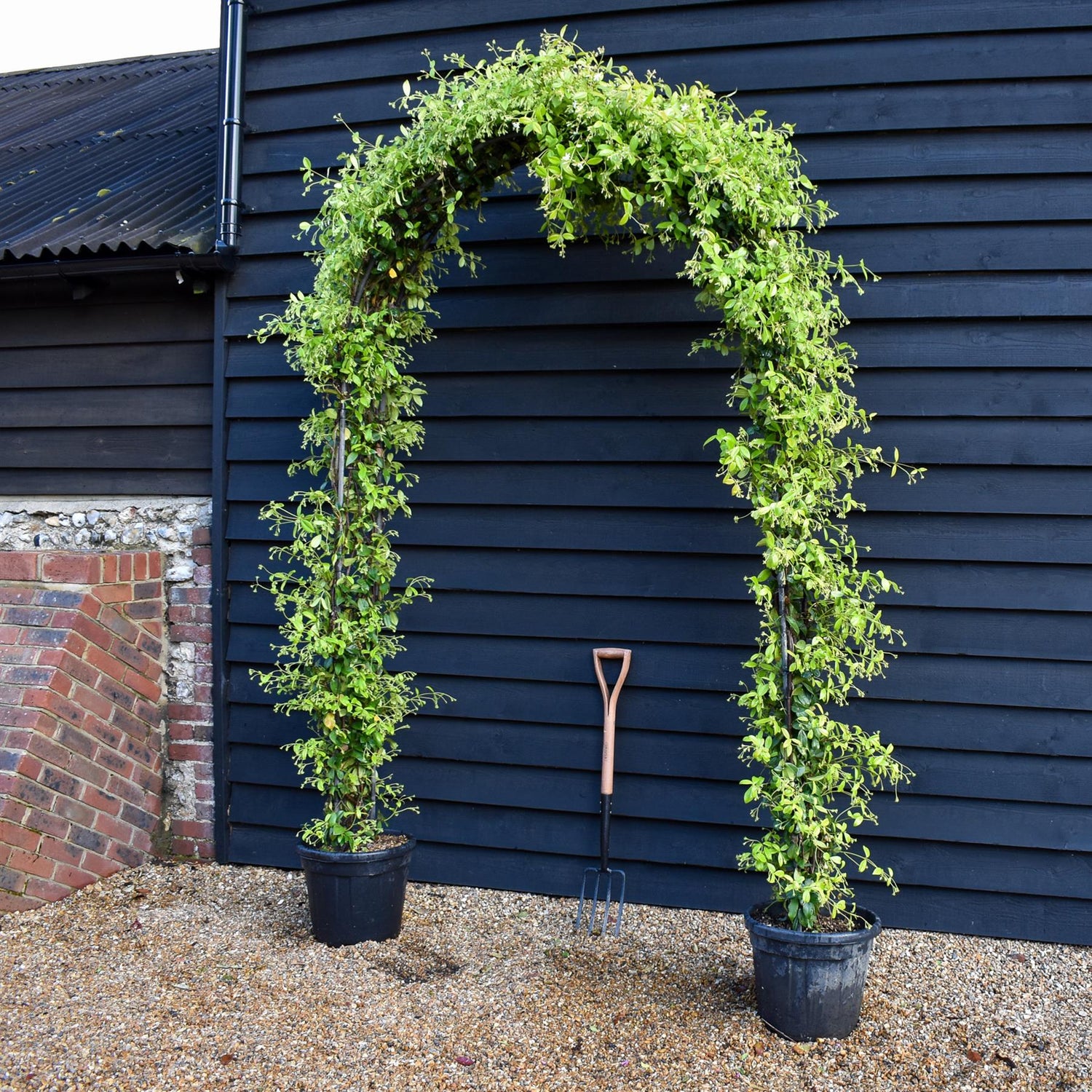 Trachelospermum jasminoides - Arch - Height 220cm -30lt