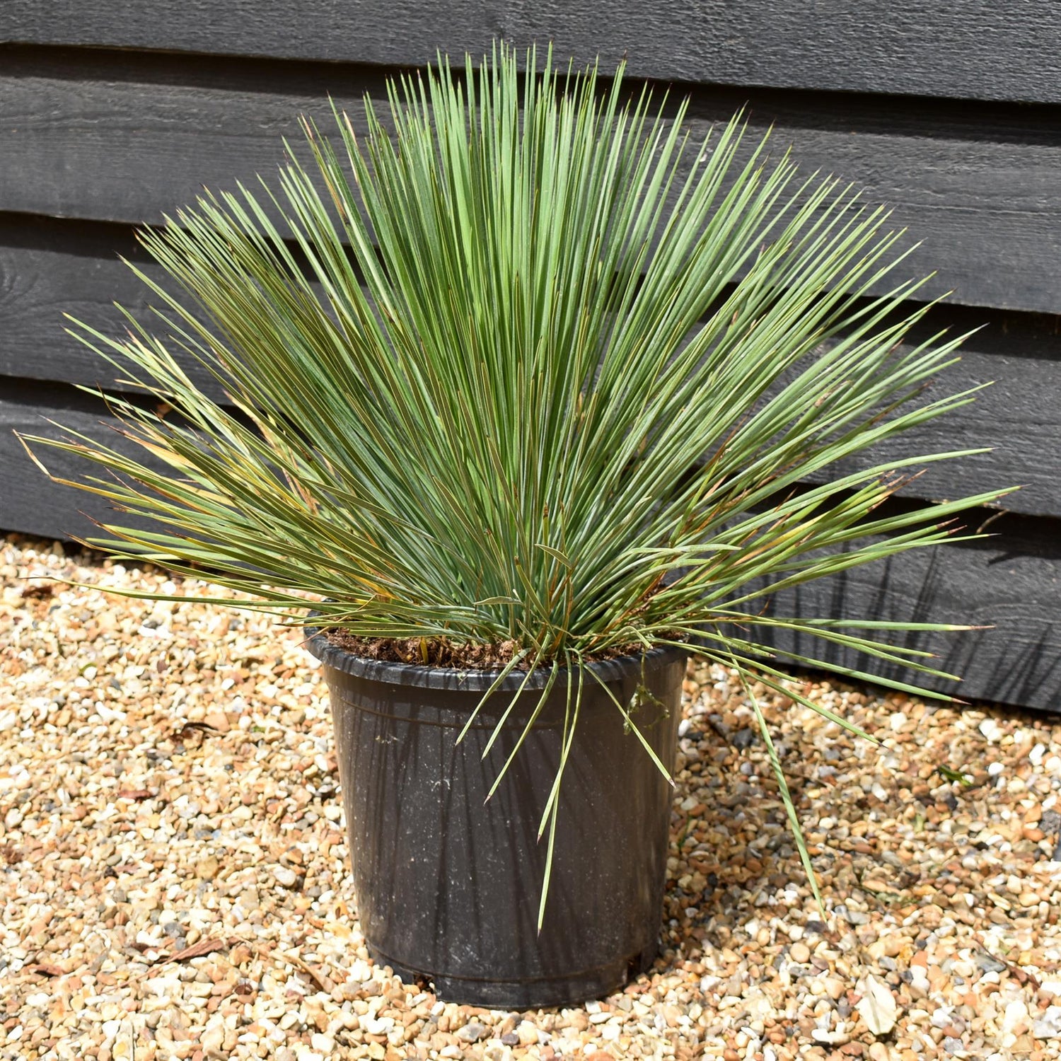 Yucca filamentosa 'Linearifolia' - Height 40cm - 10lt