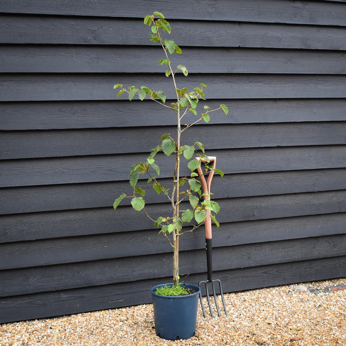 Davidia involucrata | Hankerchief Tree - Height 150-160cm - 12lt
