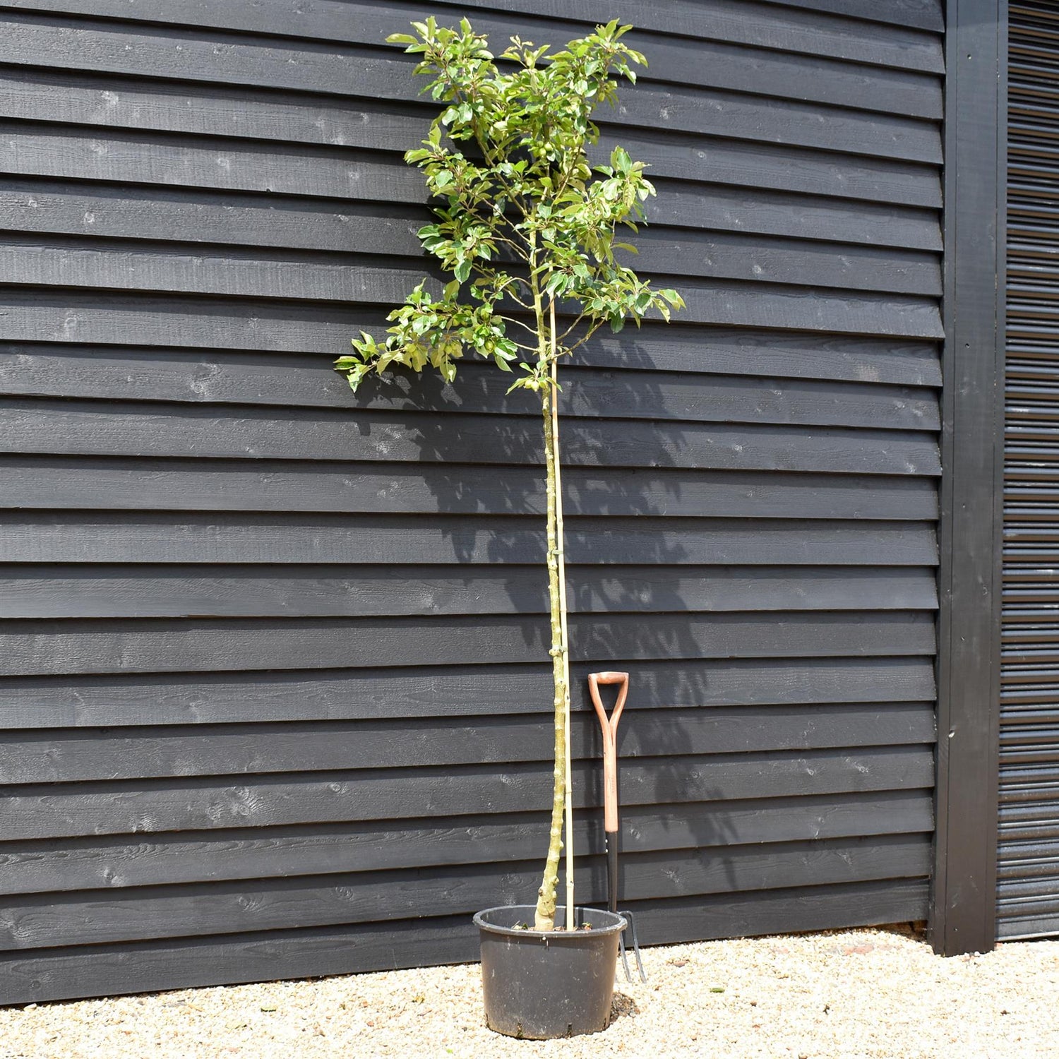 Crab Apple 'John Downie' | Malus  - Clear Stem - Height 250-300cm - Girth 6-8cm - 45lt