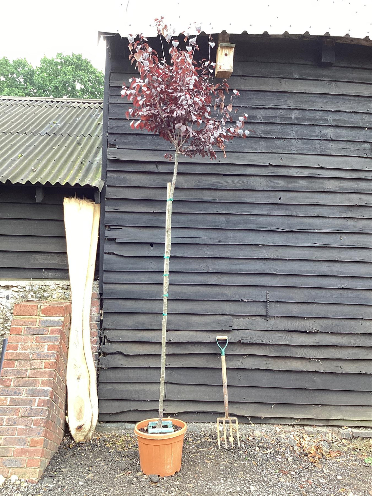 Prunus cerasifera 'Pissardii' | Cherry Plum 'Pissardii' - 380-400cm ...