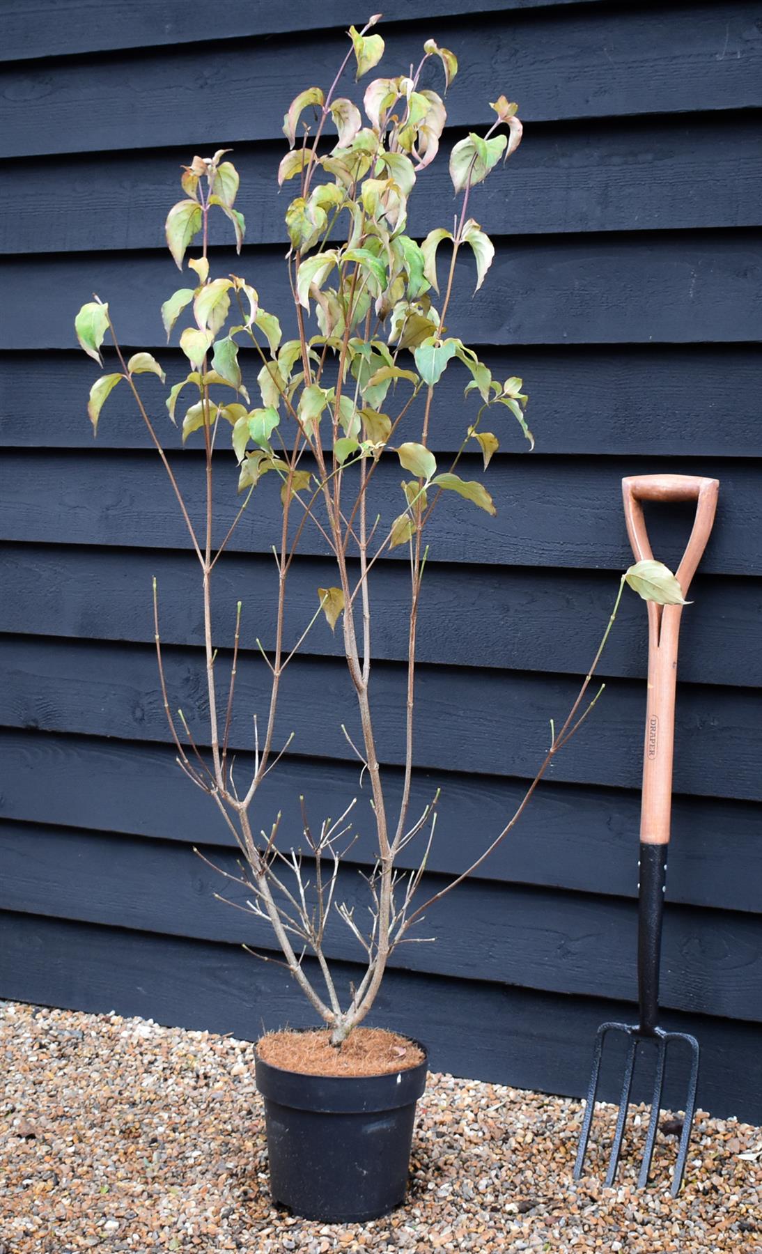 Cornus kousa 'Milky Way' | Dogwood 'Milky Way' - 120-130cm - 7lt