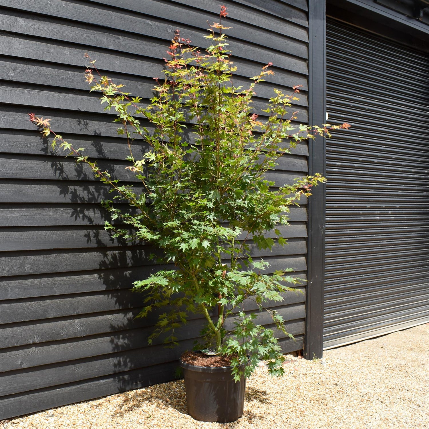 Acer palmatum 'Brown Sugar' - Bushy - Height 230-250cm - 55lt
