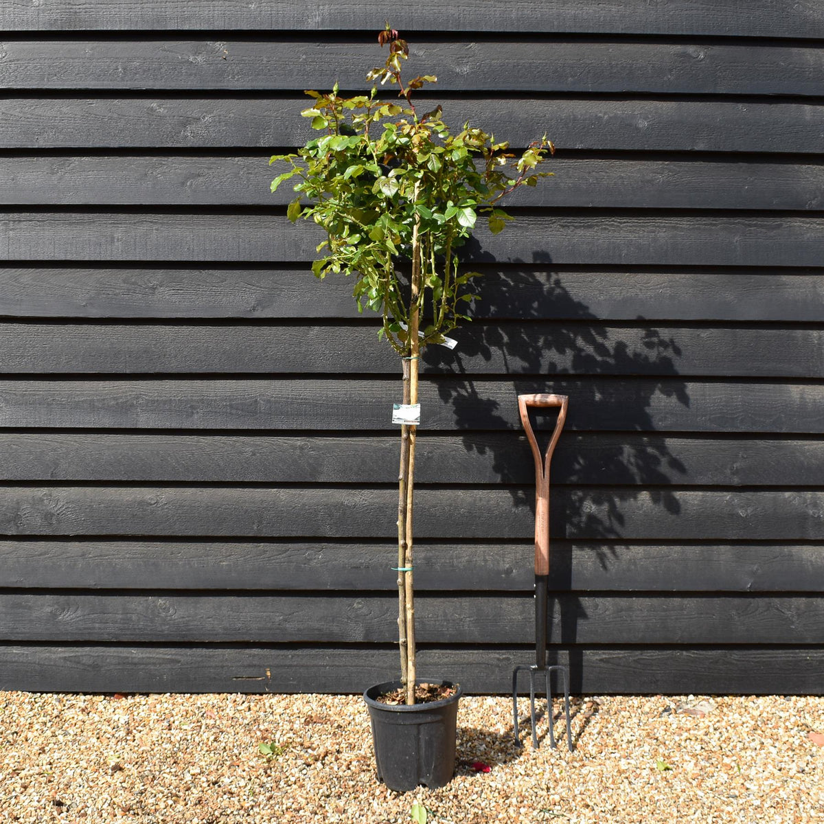Rose 'Bianco Puro' - Clear Stem 80-90cm - Height 130-160cm - 18lt