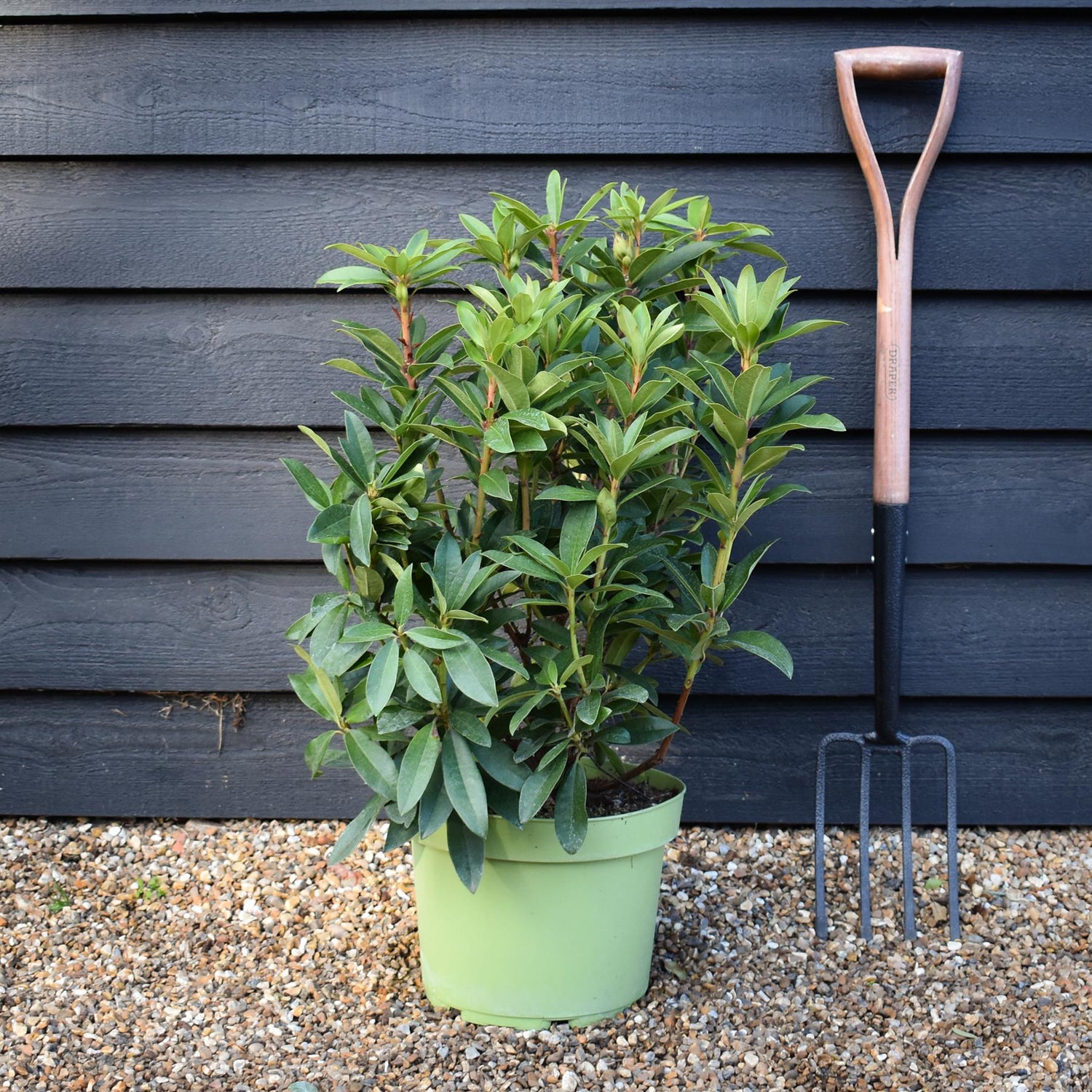 Rhododendron 'Anna Kruschke' - Shrub - Height 60-70cm - 10lt