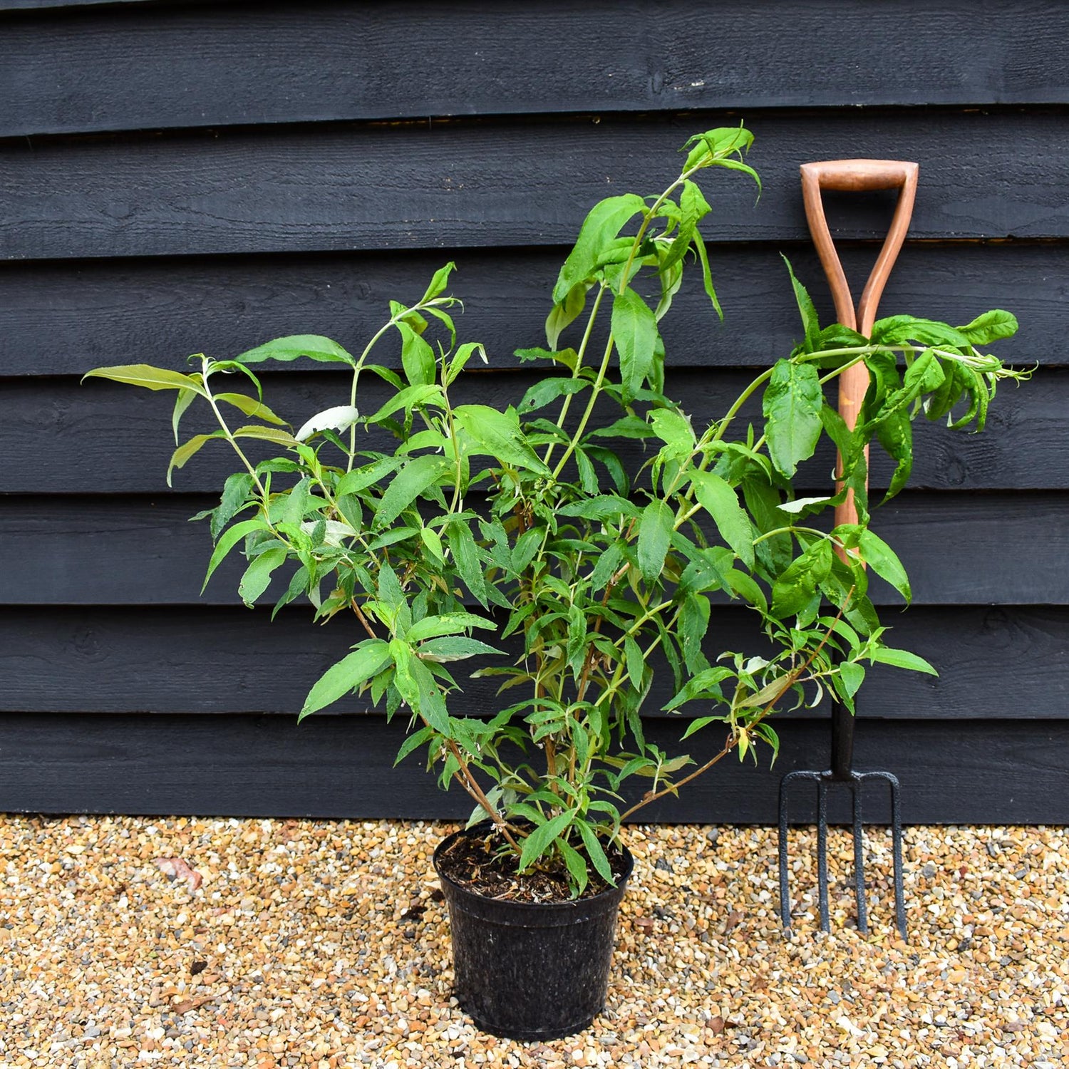 Buddleja White Profusion - Shrub - Height 40-60cm - 5lt