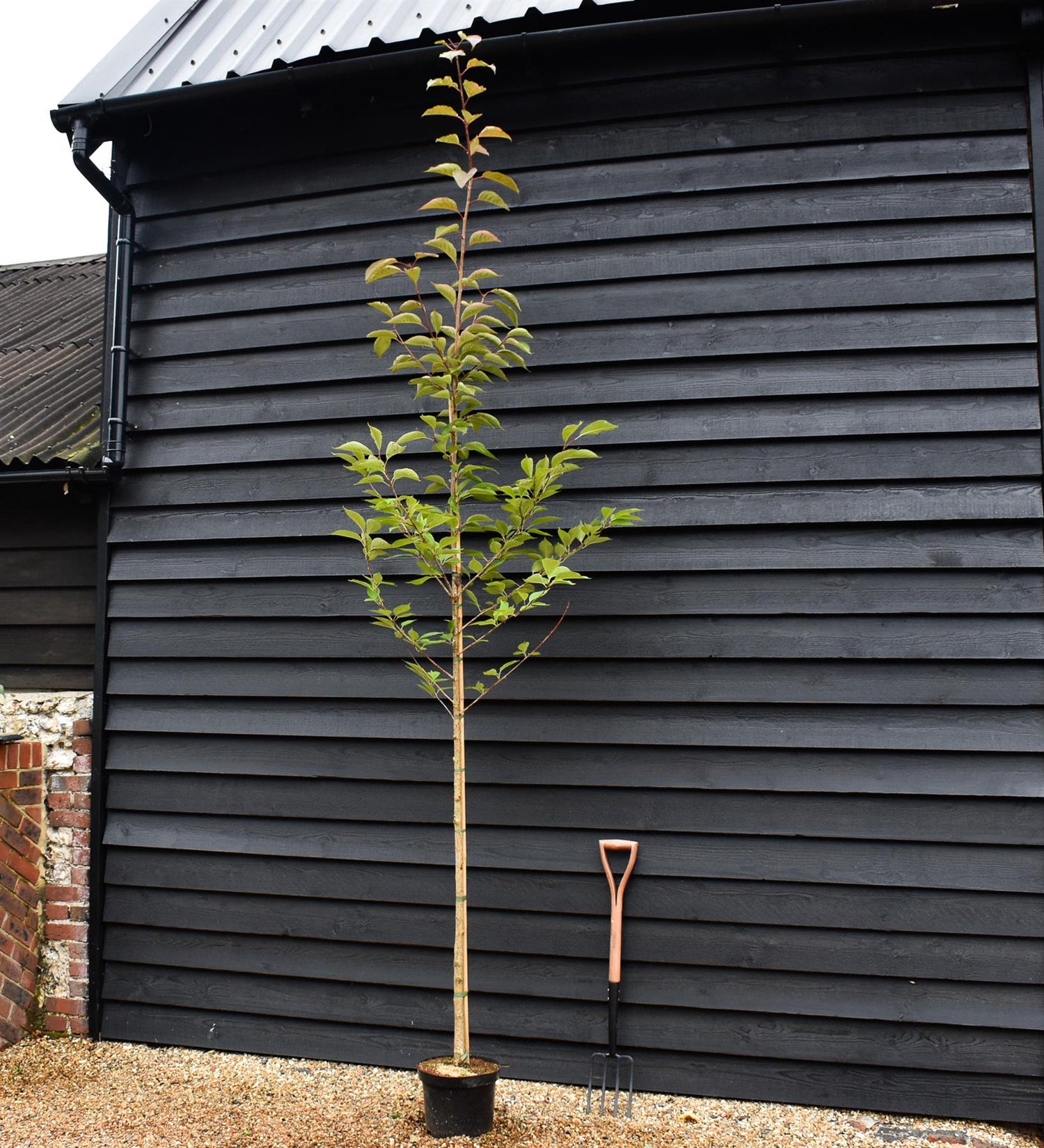 Prunus serrulata 'Beni-Yutaka' - Height 370-390cm - Clear Stem 115cm - Girth 8cm - 10lt