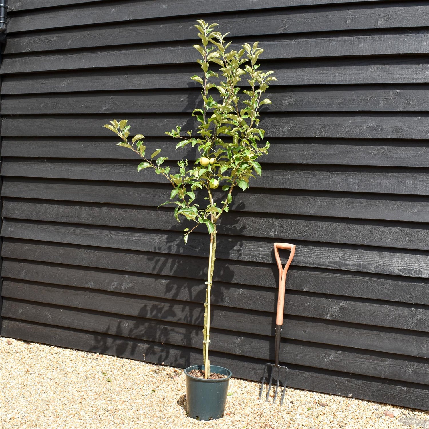 Apple tree 'Bramley's Seedling' | Malus domestica - MM106 - Semi-Dwarfing - 150-160cm - 10lt