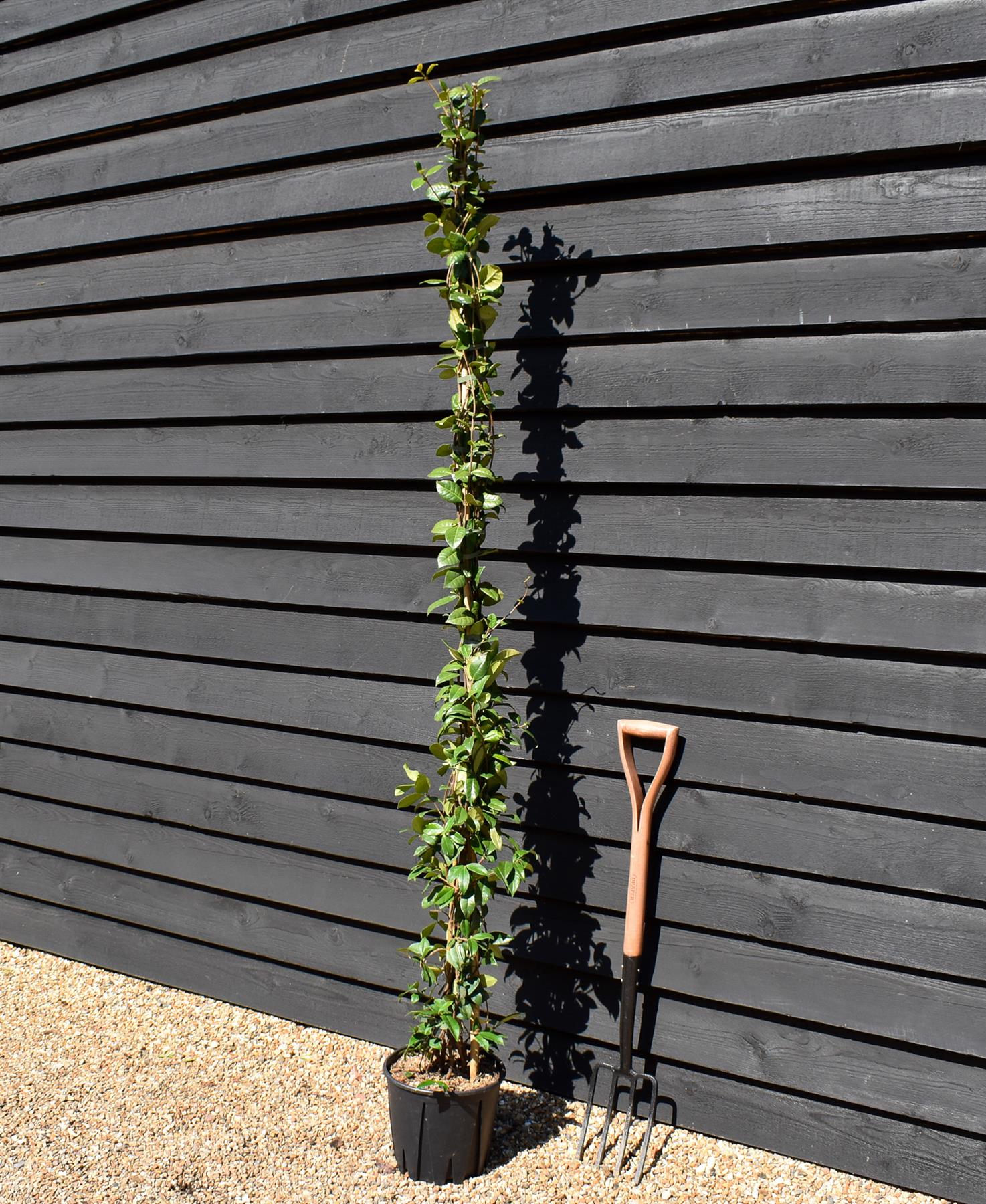 Trachelospermum jasminoides - Cane - 230-250cm, 10lt