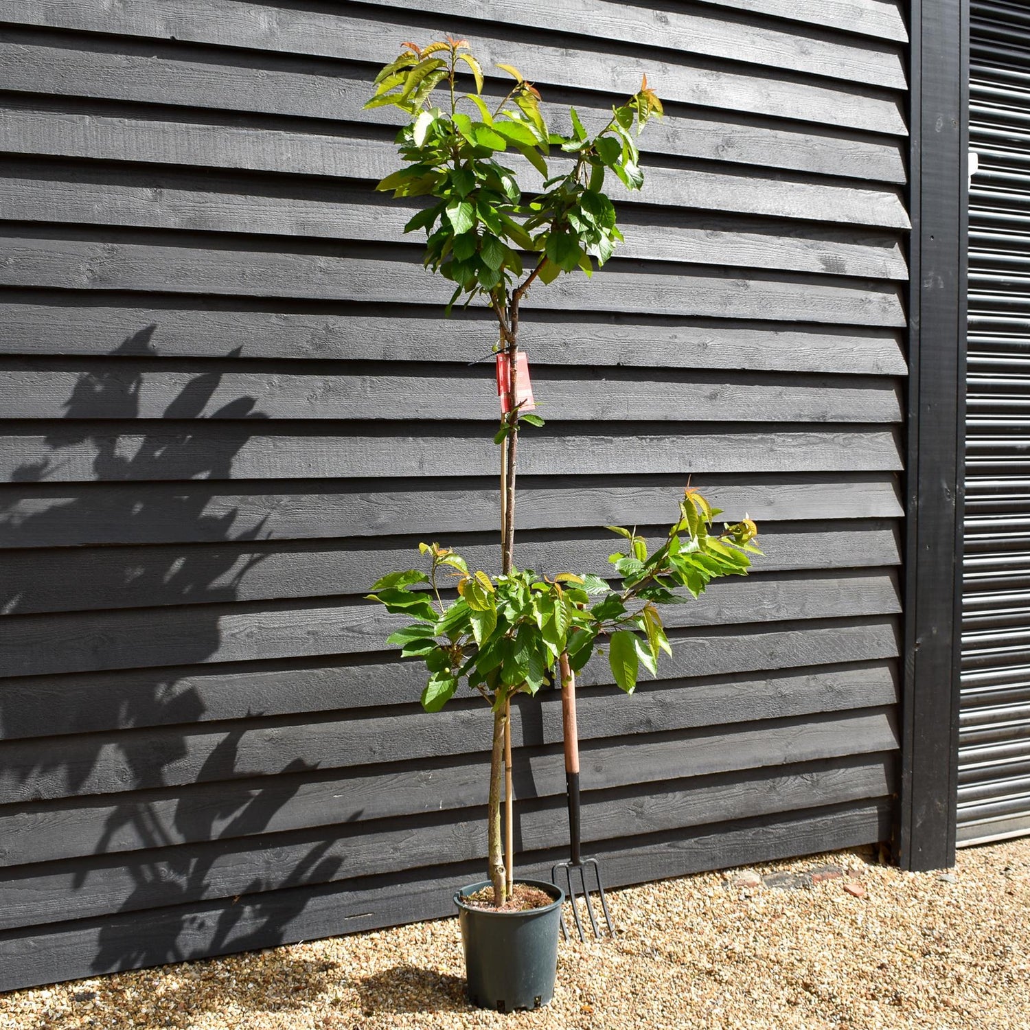 Cherry 'Stella' half-standard | Prunus avium - Height 160-180cm - 12lt