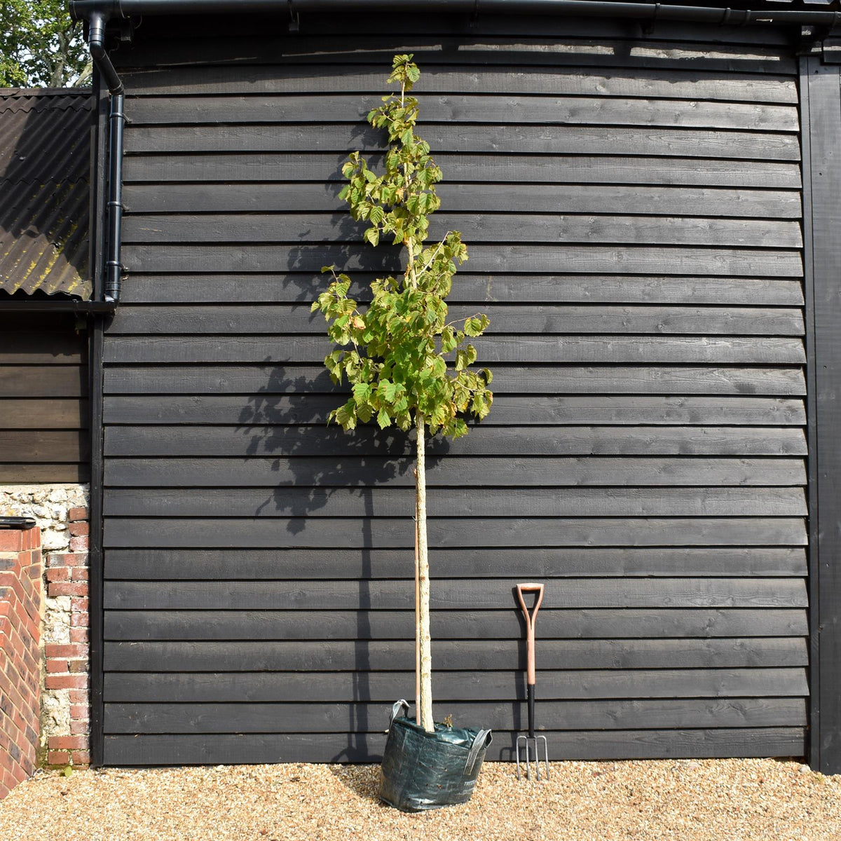 Corylus 'Colurna'| Turkish Hazel - Height 280-310cm - Girth 10-12cm - 45lt