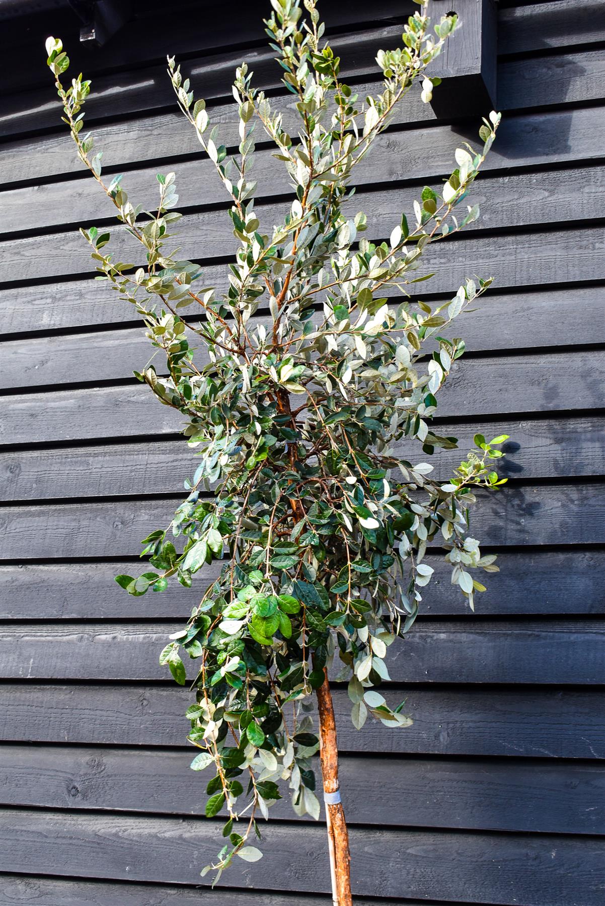 Feijoa (acca) sellowiana | Pineapple guava - Standard - Clear Stem 180cm - Height 300-330cm - Girth 6-8cm - 40lt