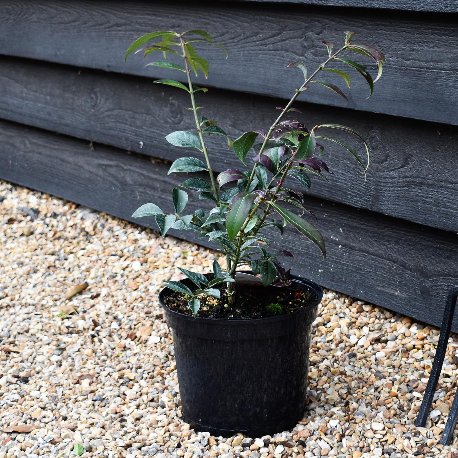 Euonymus alatus Compactus - Height 40-50cm - Bushy - 5lt