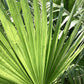 Washingtonia robusta | Mexican fan palm - Stem 20-30cm - Girth 26-32cm - Height 120-130cm - 30lt