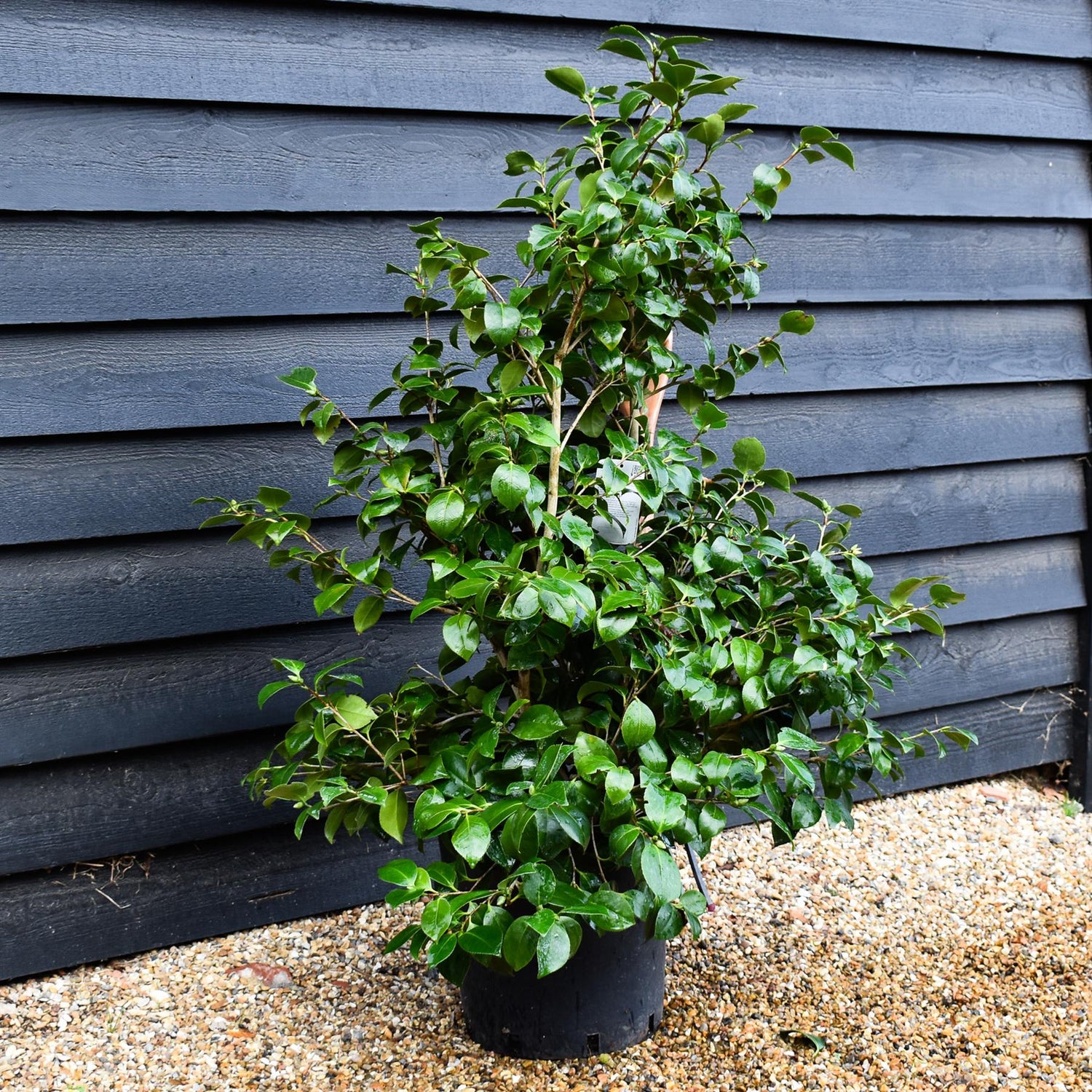 Camellia Lady Campbell - 80-100cm - 25lt