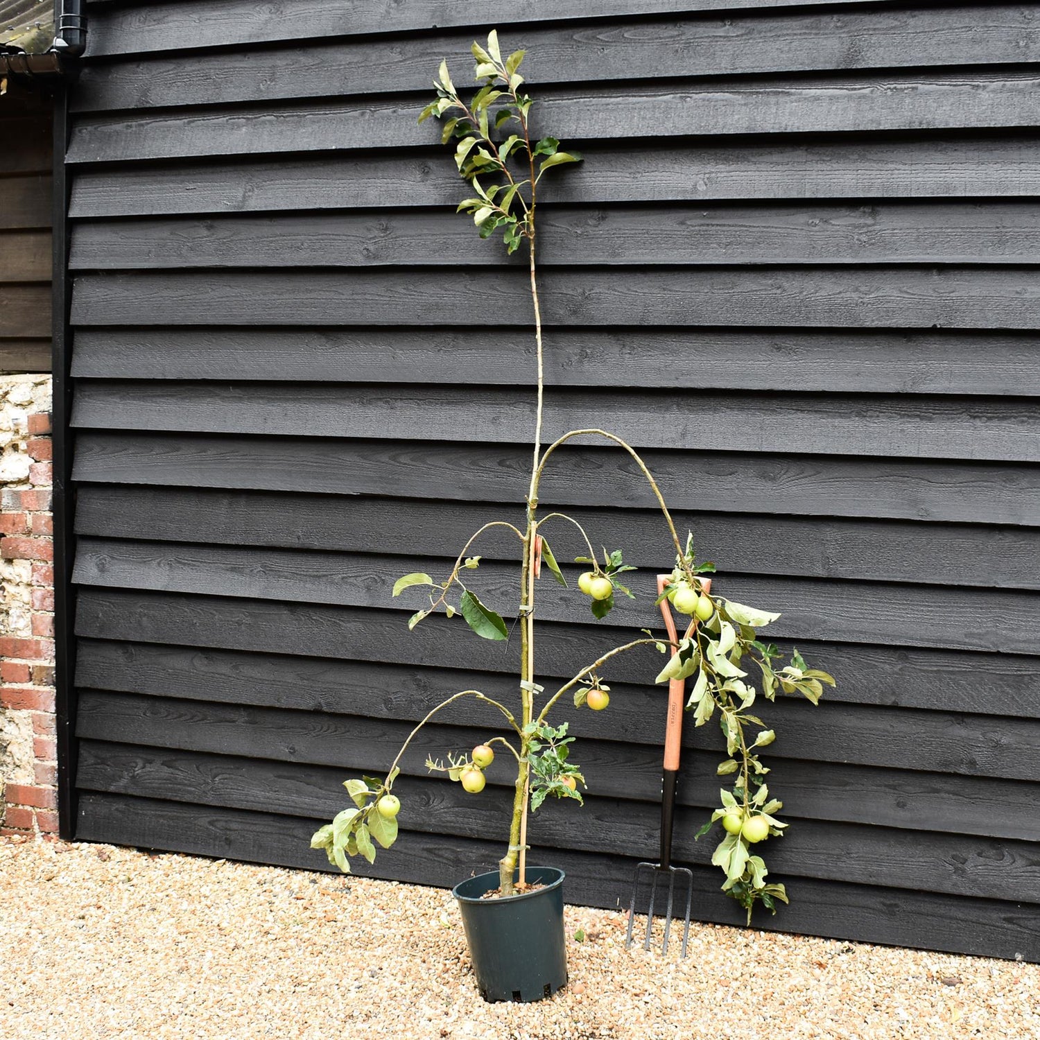 Apple tree 'Scrumptious' | Malus domestica - M26 - Dwarfing - 140-150cm - 10lt