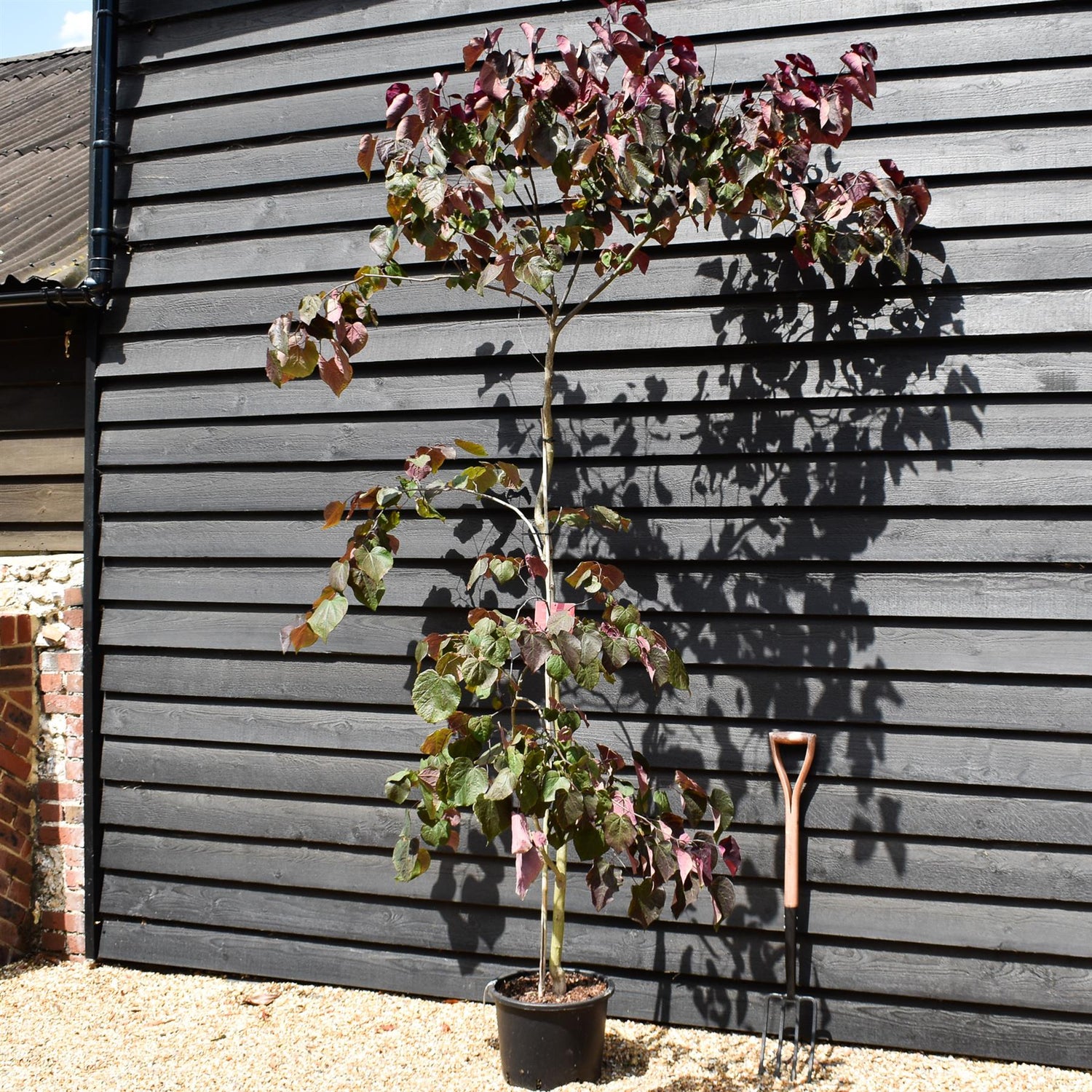 Cercis canadensis 'Forest Pansy' - Bushy - Height 220-320cm - 20lt