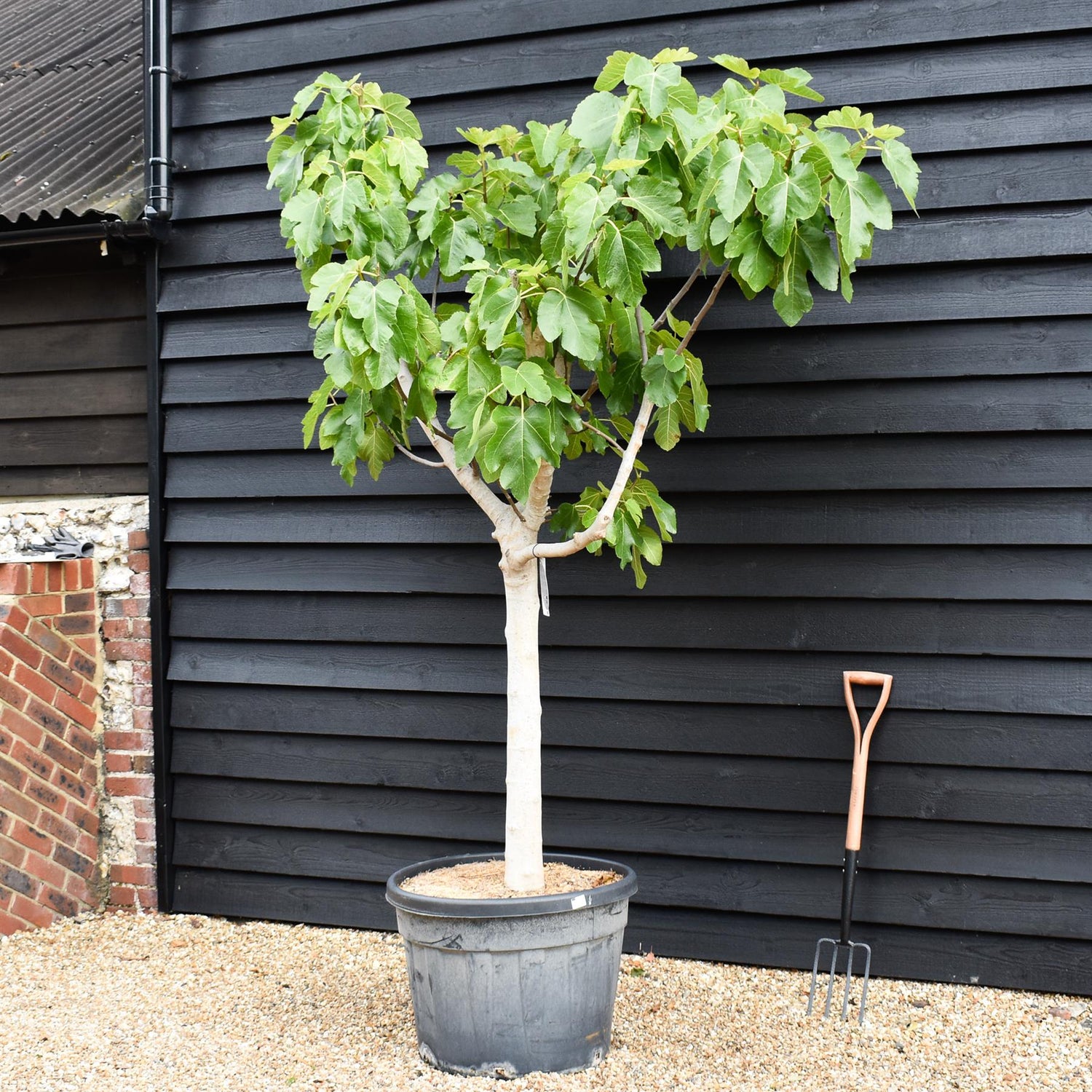 Fig - Ficus carica 'Napolitana'- Clear Stem 80cm - Girth 26-32cm - Height 170-190cm - 110lt