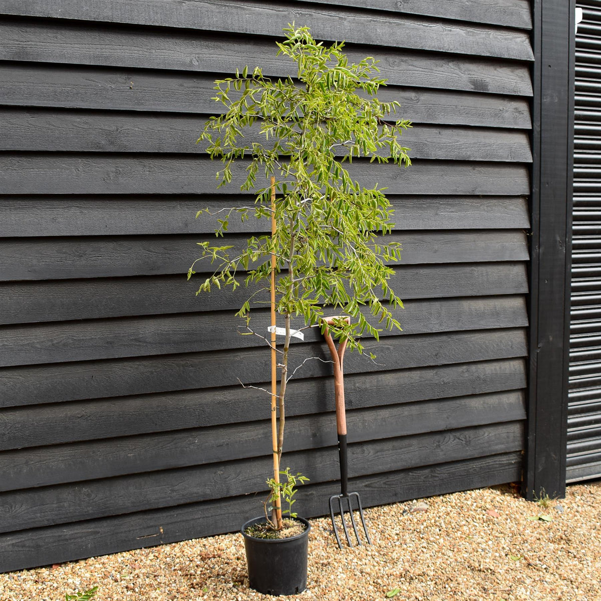 Ziziphus Jujuba - Chinese Date - Height 150-170cm - 10lt