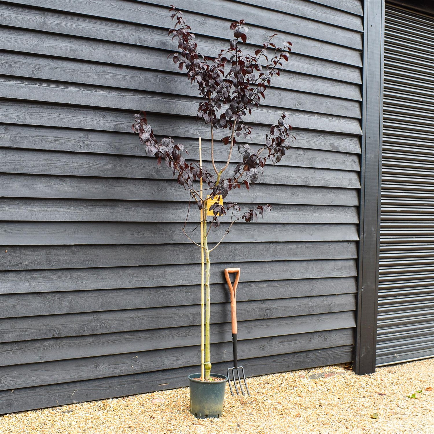 Prunus Nerasifera Pissardii Nigra | Black Cherry Plum - Height 190-250cm, 10lt