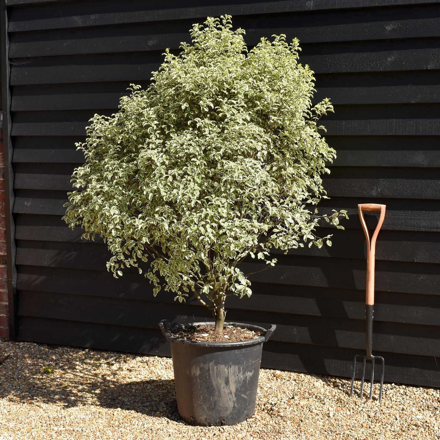 Pittosporum 'Silver Queen' - Height 140-150cm - 50lt