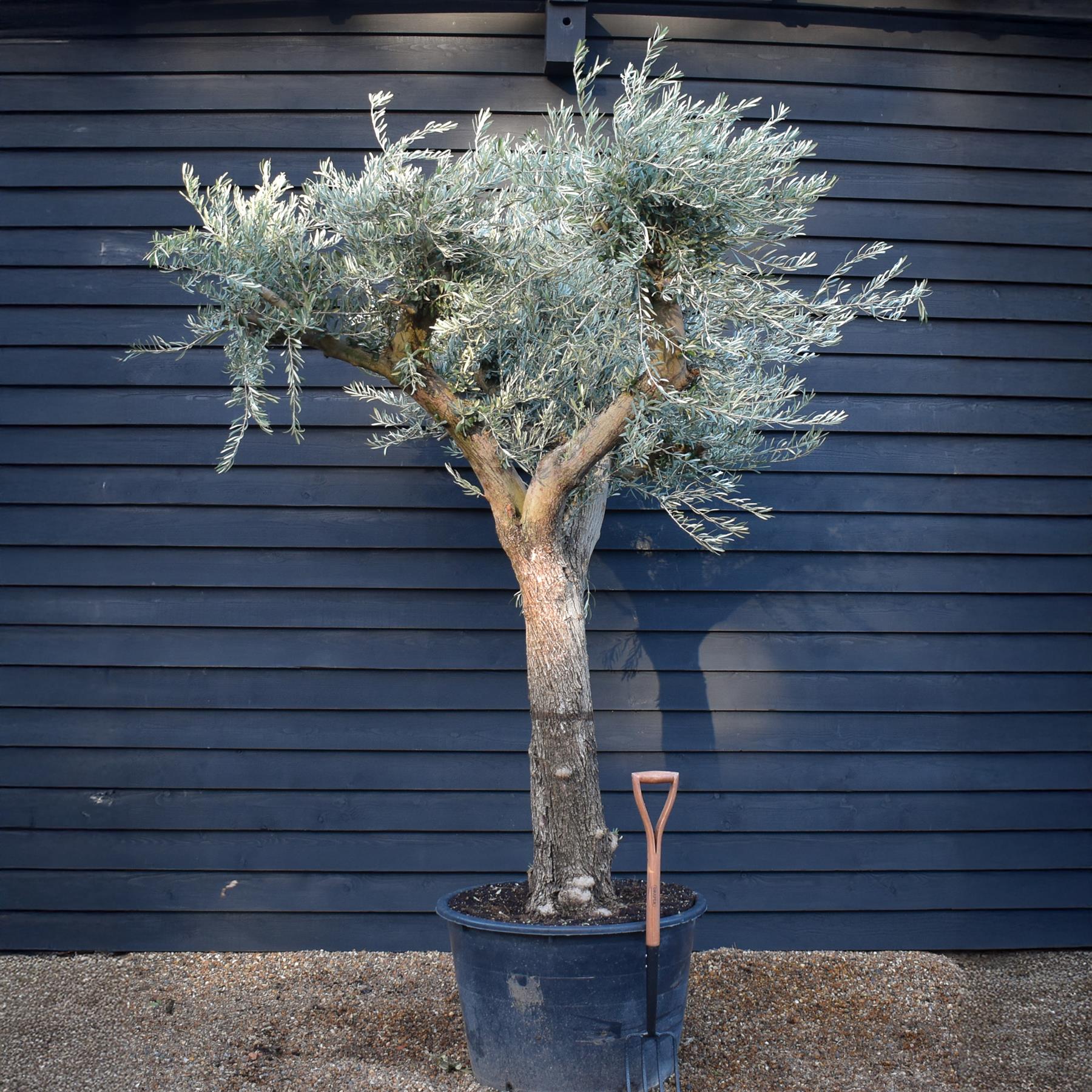 Olive Tree | Olea Europea - Specimen - Branched Out - Height 250 -300 ...
