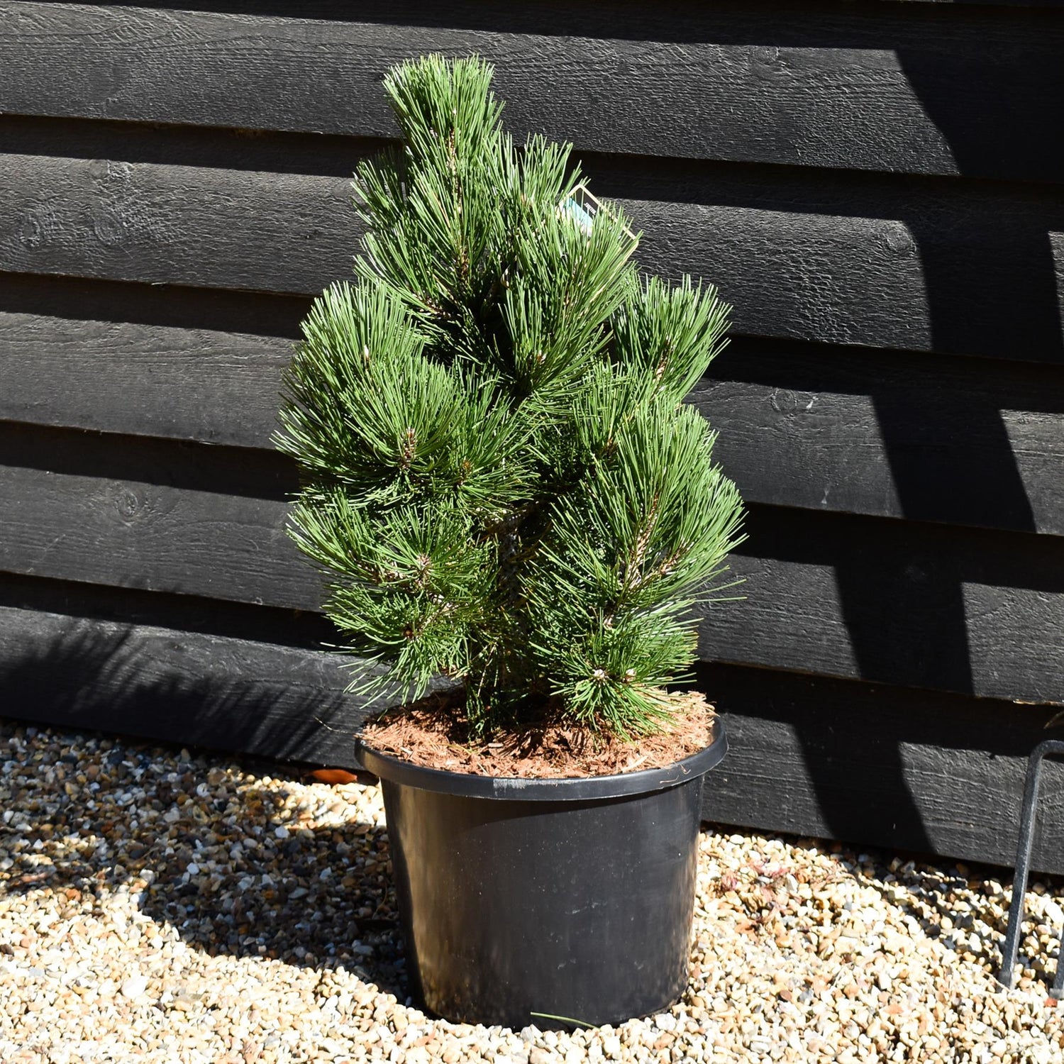 Pinus leucodermis 'Malinki' - Height - 60-70cm - 11lt