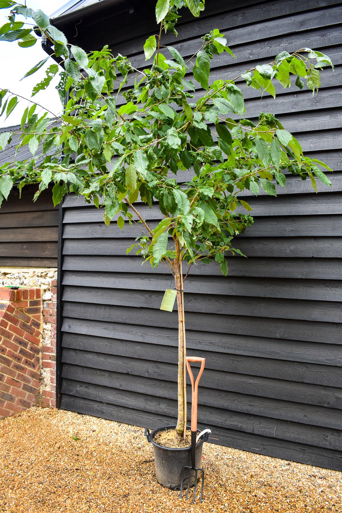 Double flowered Wild Cherry | Prunus Avium Plena -  Height 220-250cm - Girth 10-12cm - 40lt