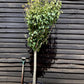 Pear tree 'Blanquilla' | Pyrus communis - Girth 18-20cm - 220-240cm - 50lt