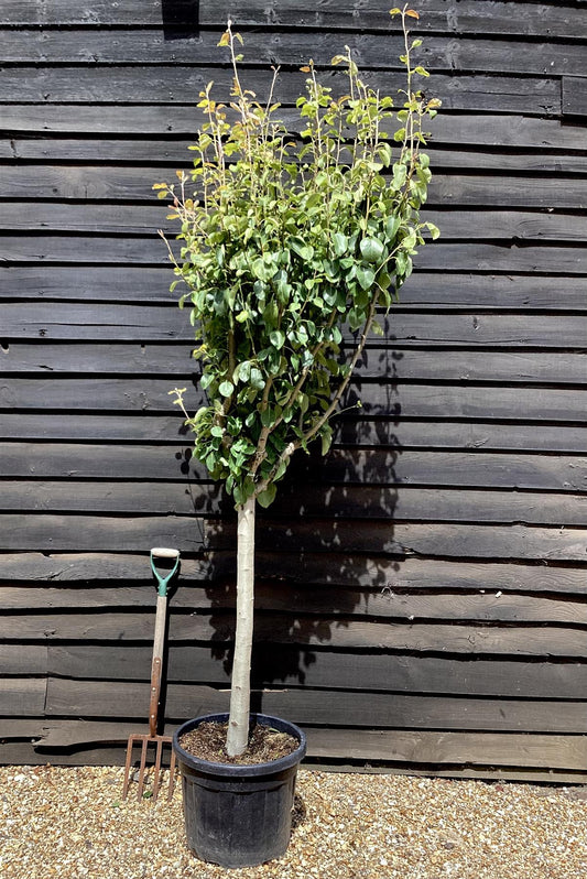 Pear tree 'Blanquilla' | Pyrus communis - Girth 18-20cm - 220-240cm - 50lt