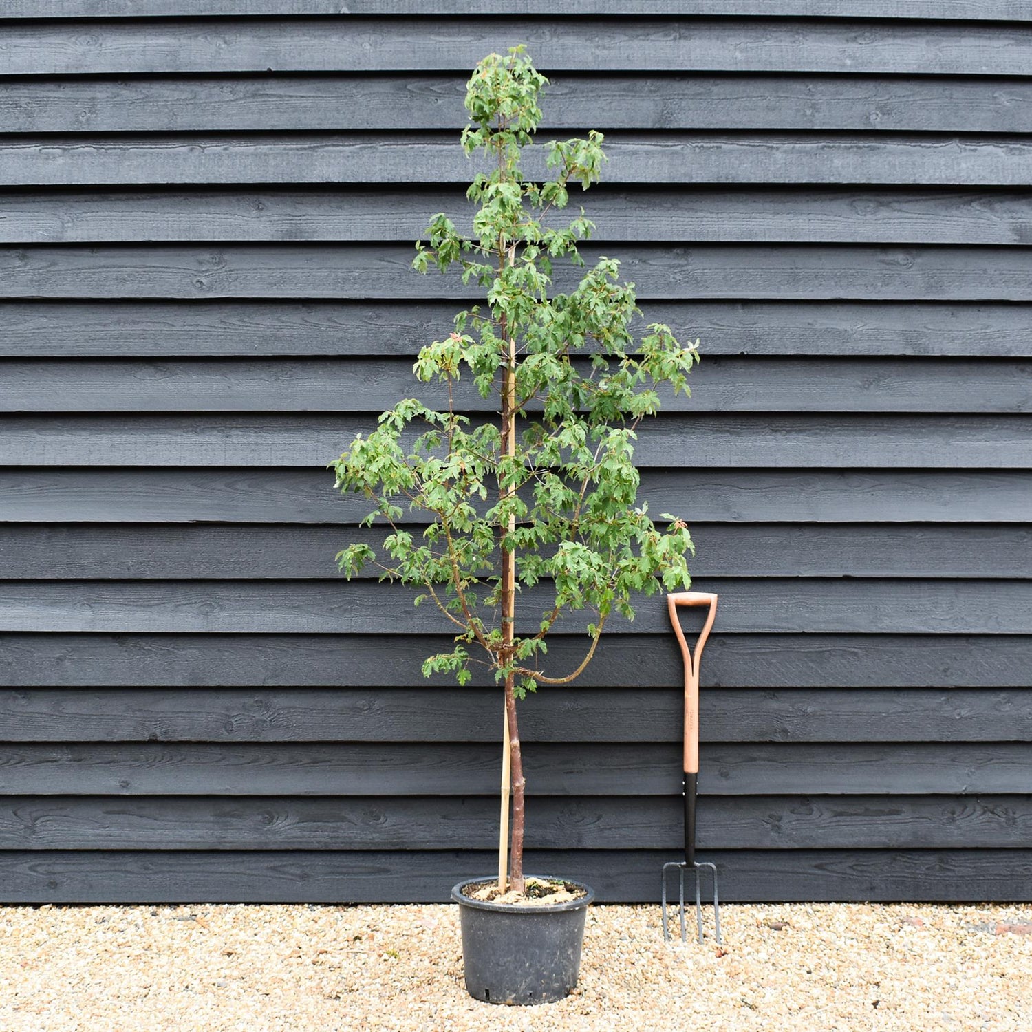 Acer griseum | Paperback Maple - Height 135-145cm - 20lt