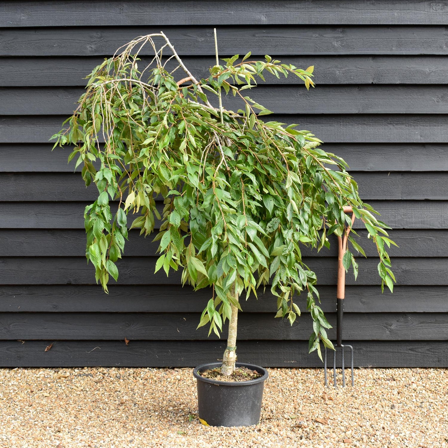 Prunus Marie Mallet | Weeping Marie Mallet - 110-130cm, 20lt
