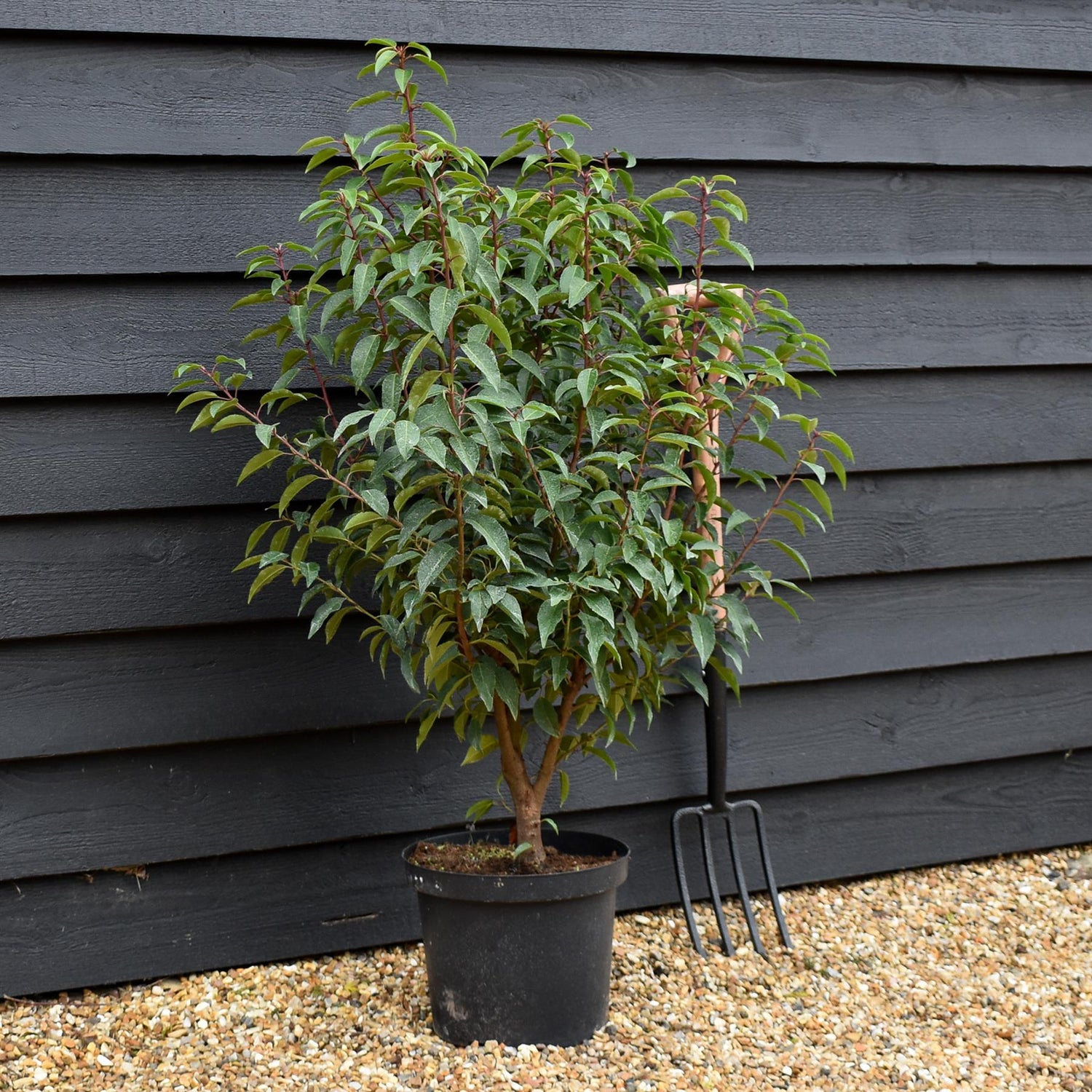 Portuguese Laurel 'Angustifolia' - Prunus lusitanica 'Angustifolia' - Bushy - Height 100-120cm - 10lt