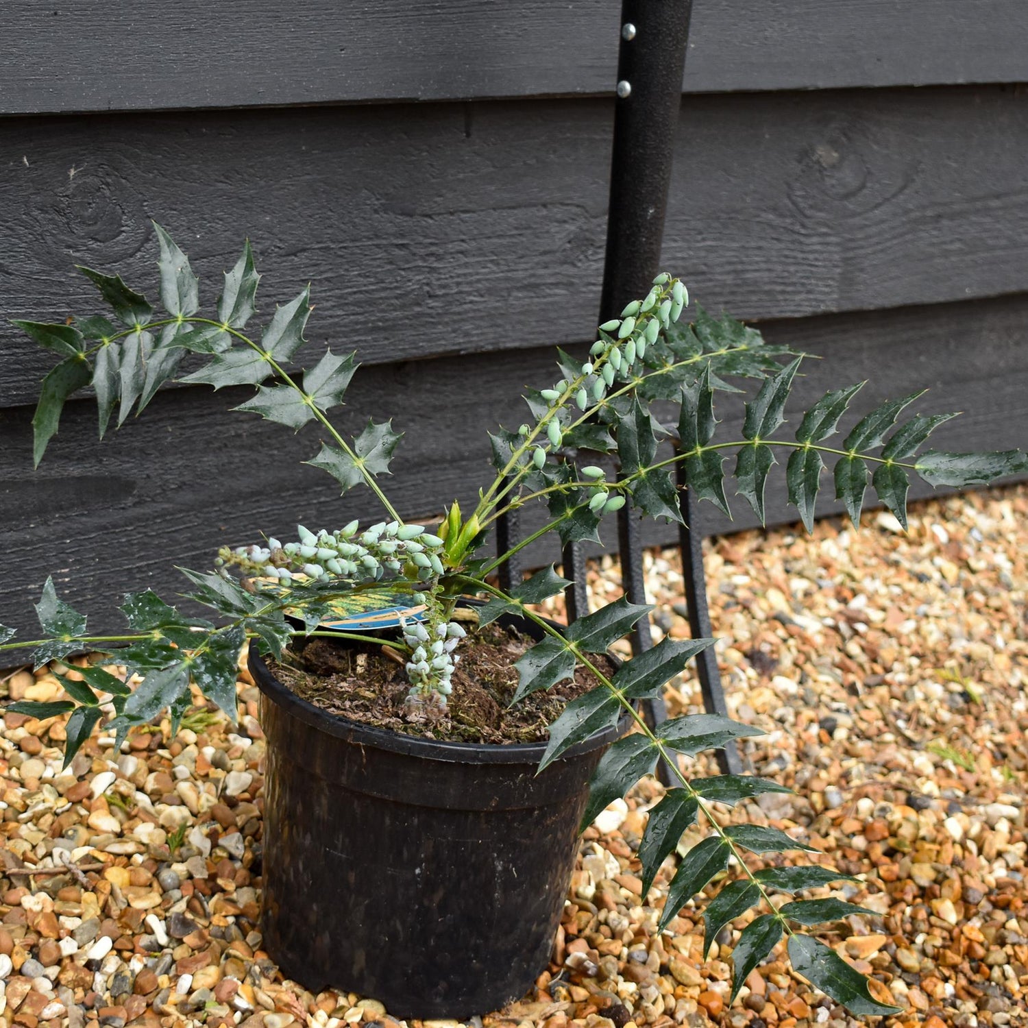 Mahonia media Winter Sun| Oregon grape 'Winter Sun' - Height 20-30cm - 3lt