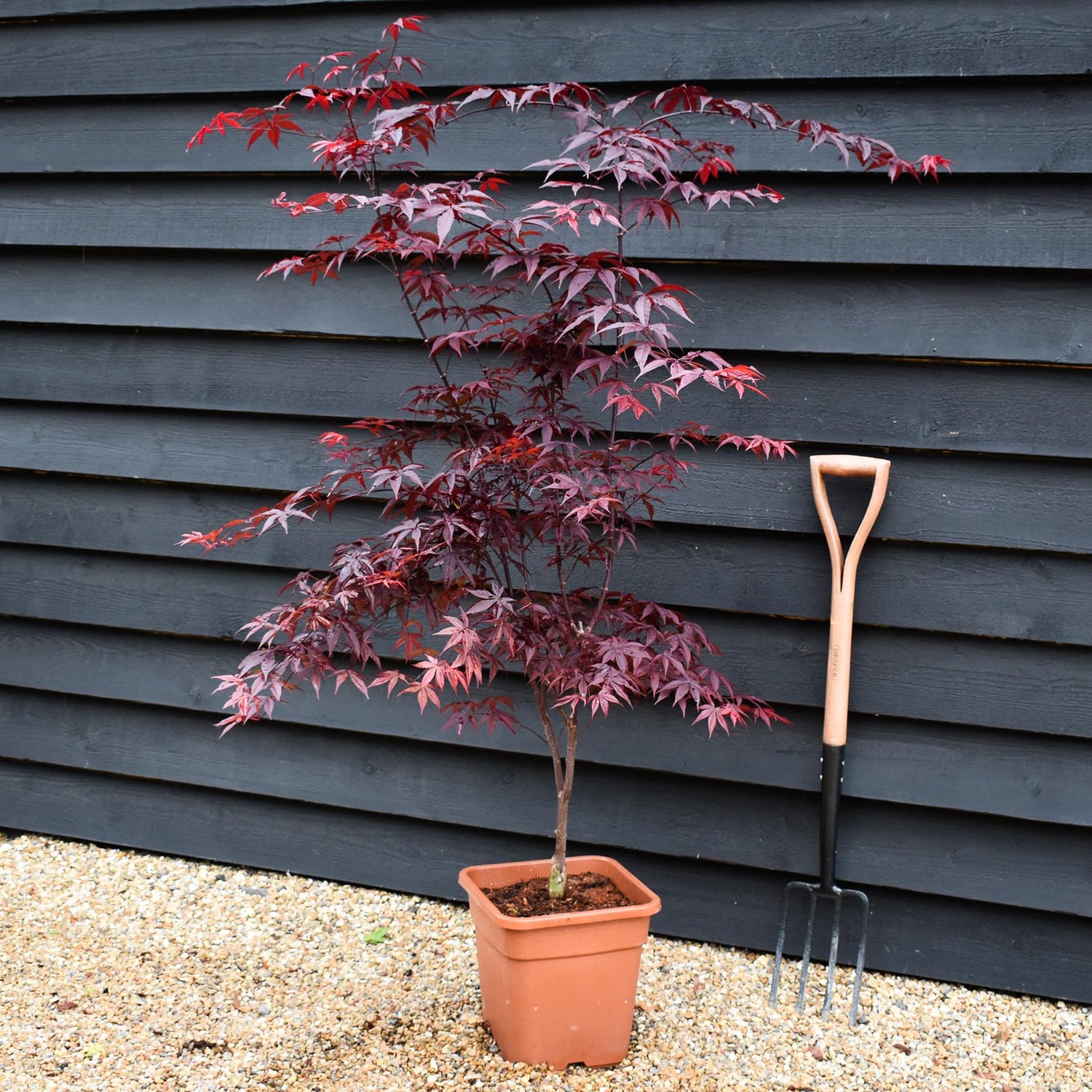 Japanese maple 'Red Emperor' | Acer palmatum - Height 130-150cm - 18-20lt
