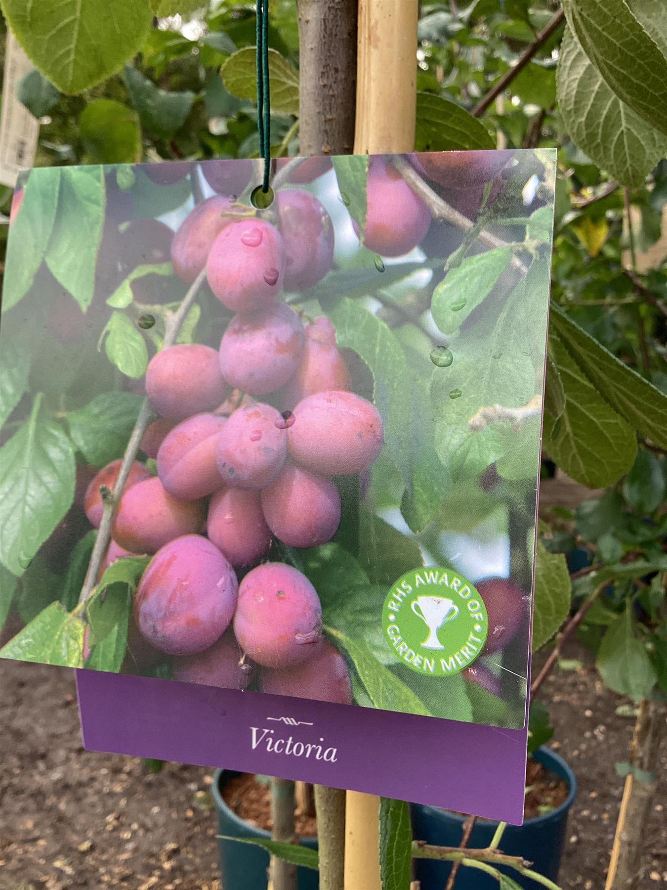 Plum 'Victoria' on St Julian -  Moderately vigorous | Prunus Domestica - 150-160cm - 12lt