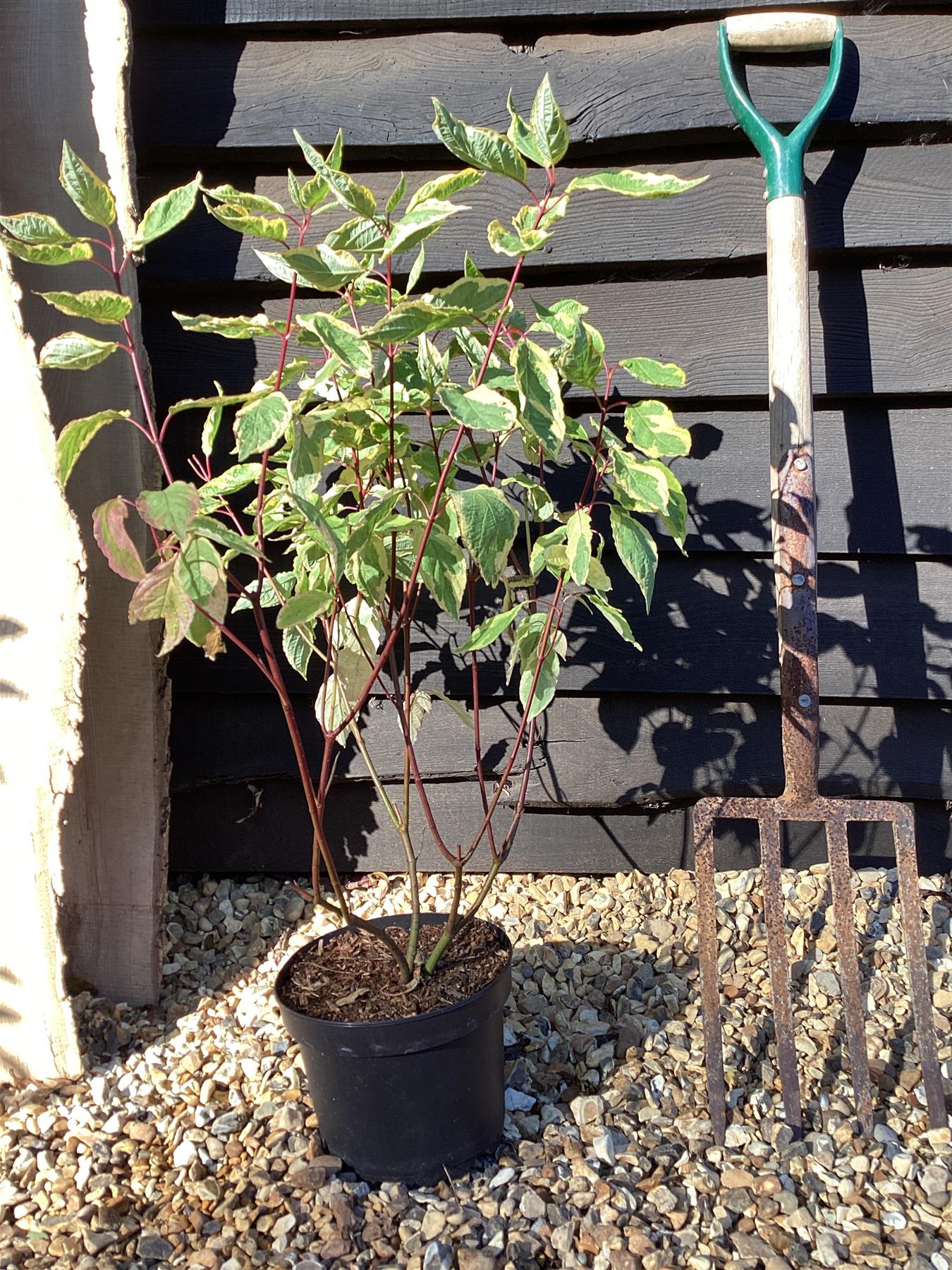 Cornus alba 'Gouchaultii' | Dogwood 'Gouchaultii' - 55-60cm, 3lt