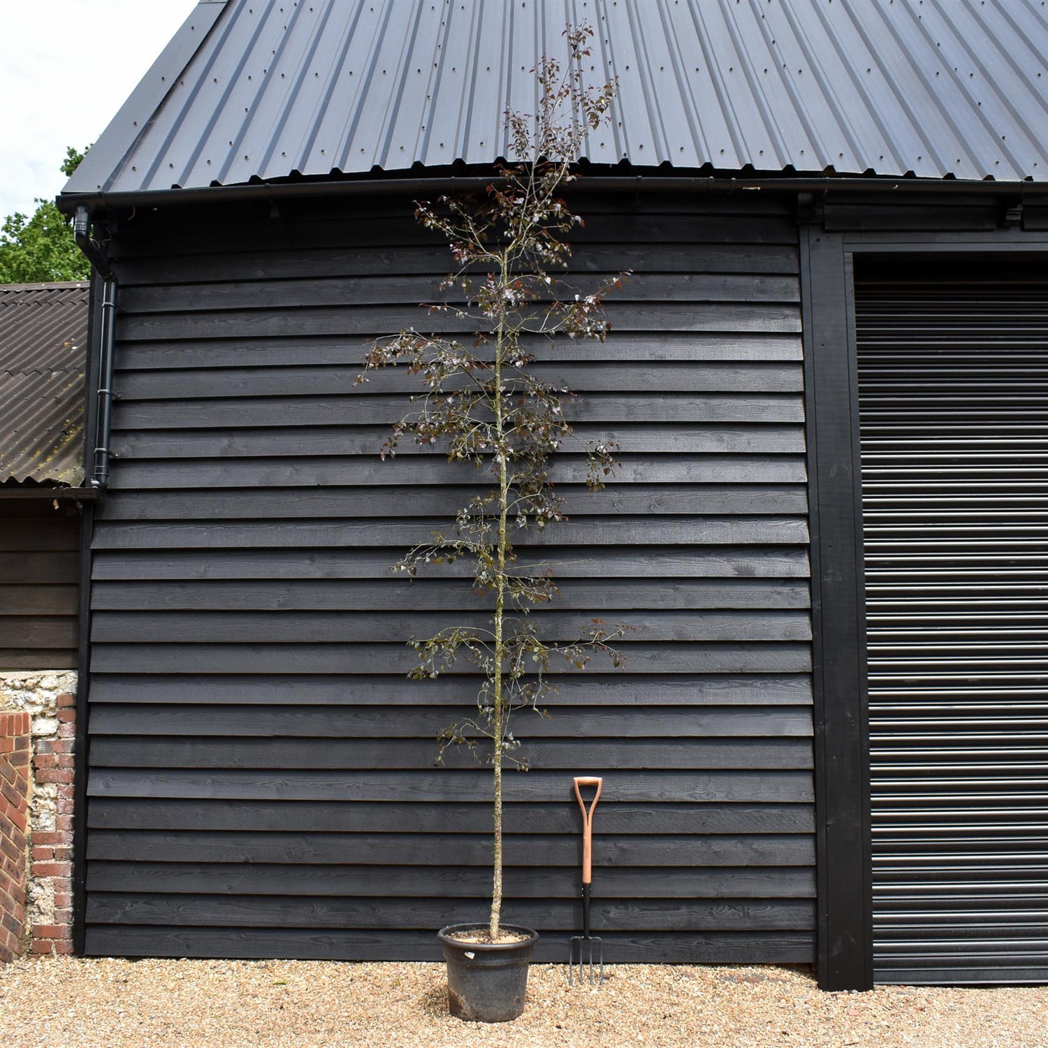 Purple-leaf Birch | Betula Purpurea - Height - 240-260cm - 12lt