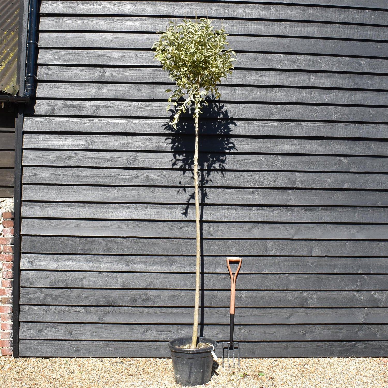 Golden Japanese Privet | Ligustrum Japonica 'Aureum' Varigated - Clear Stem 180cm - Girth 8-10cm - Height 250-280cm - 30lt