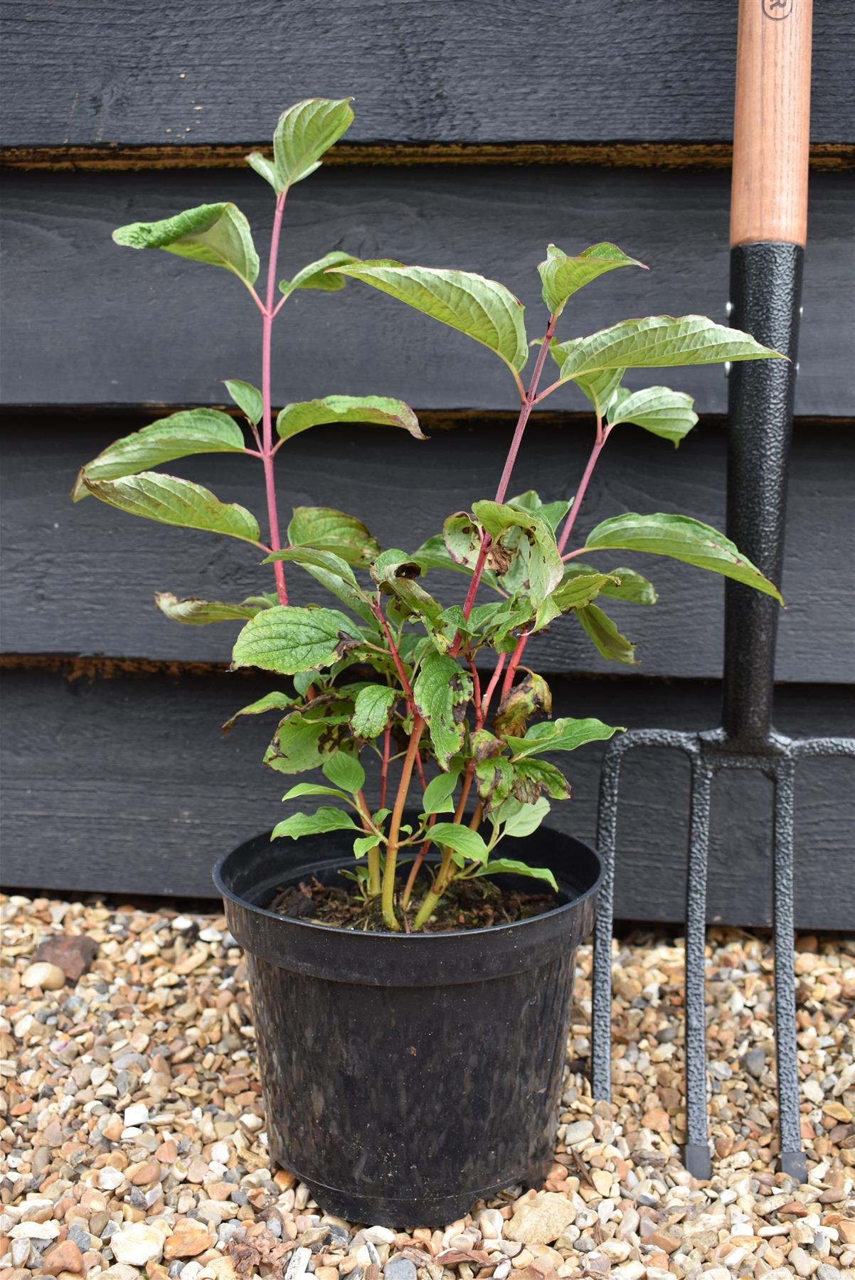 Cornus alba 'Sibirica' | Siberian Dogwood - 20-35CM - 3lt