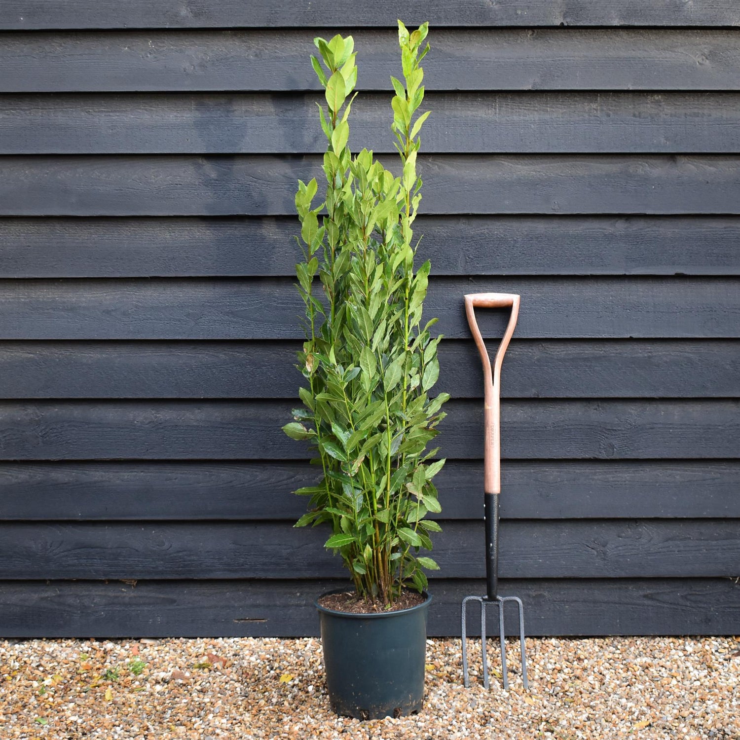 Laurus nobilis - Bay - Bushy - Height 120-140cm - 12lt