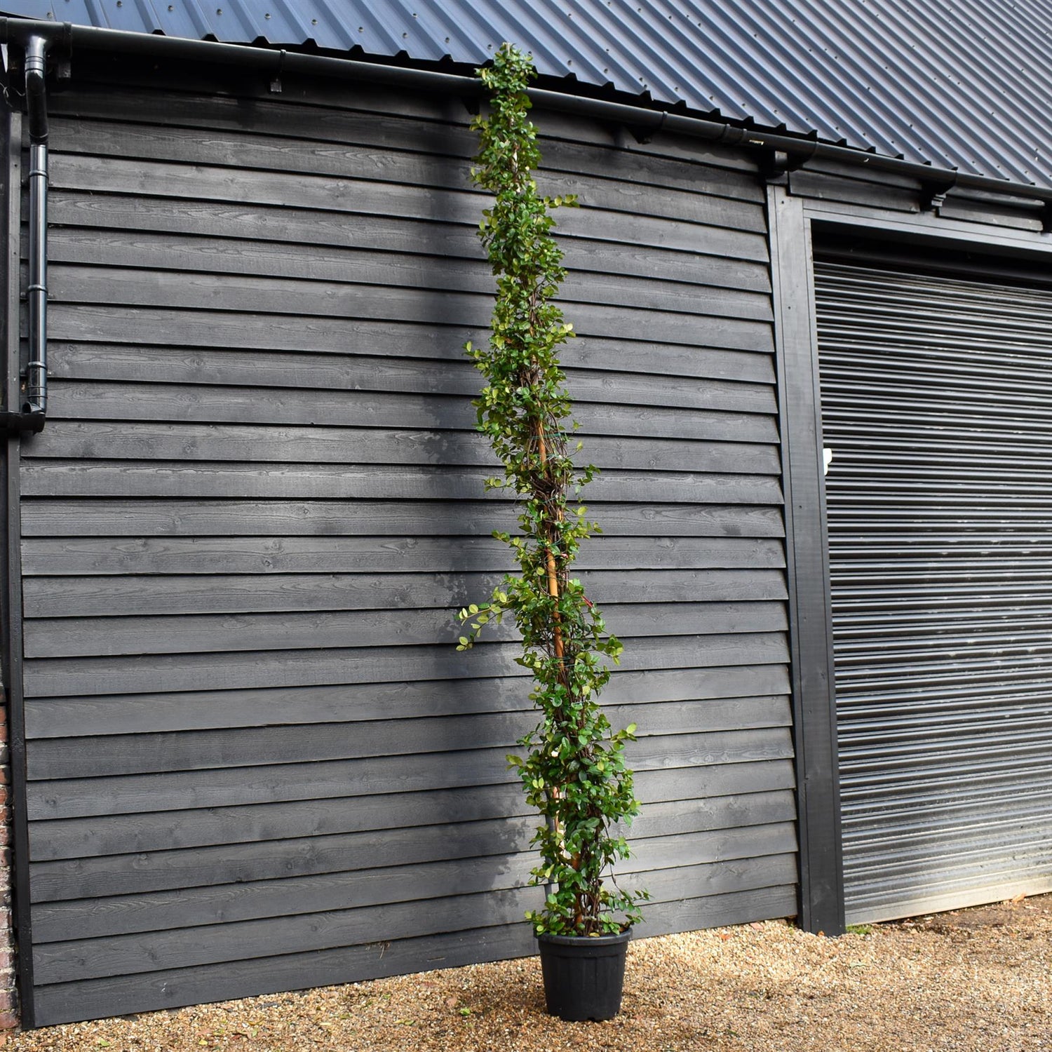 Trachelospermum jasminoides - Evergreen Climber - Cane - Height 380-400cm - 30lt