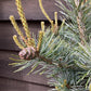 Pinus parviflora 'Negishi' | Japanese white pine 'Negishi' - 60-70cm, 15lt