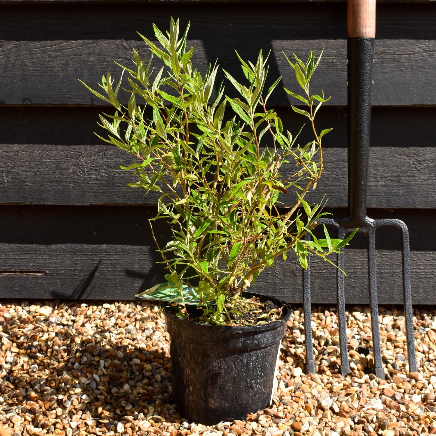 Caryopteris - clandonensis (Bluebeard) 'Kew Blue' - 10/20cm, 2lt