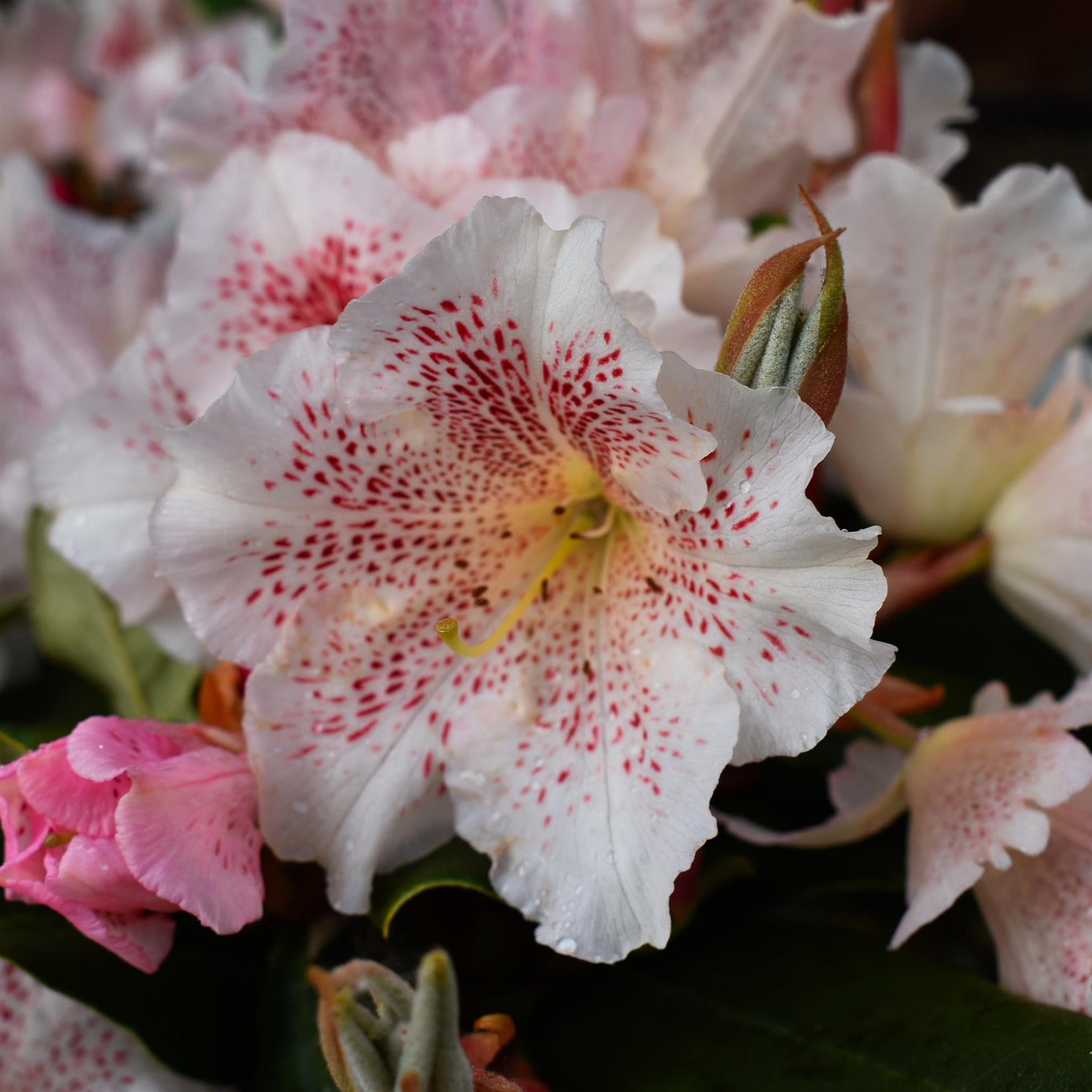 Rhododendron 'Double Dots' - Shrub - Height 50-70cm