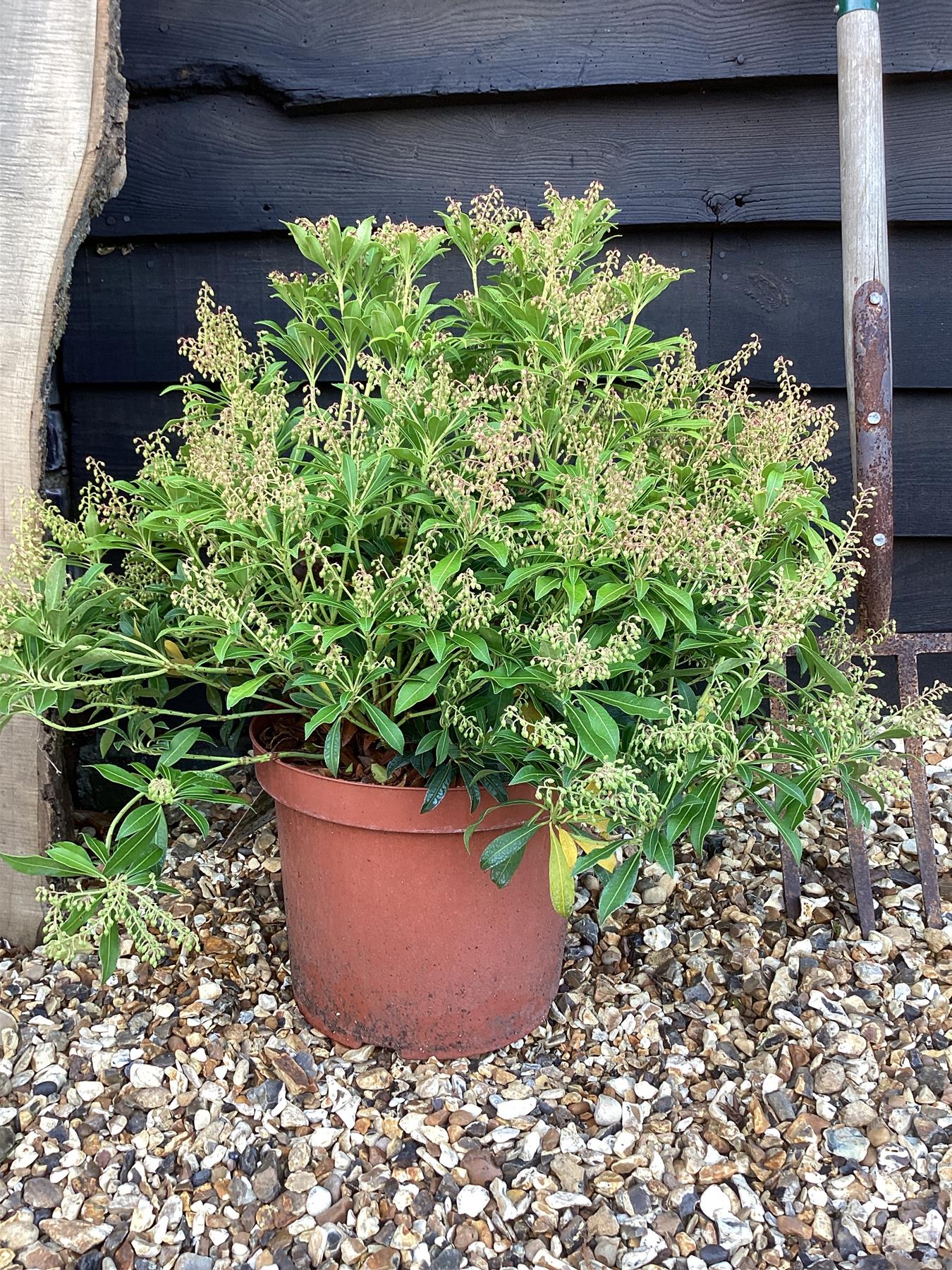 Pieris japonica 'Purity' - 50-80cm, 10lt