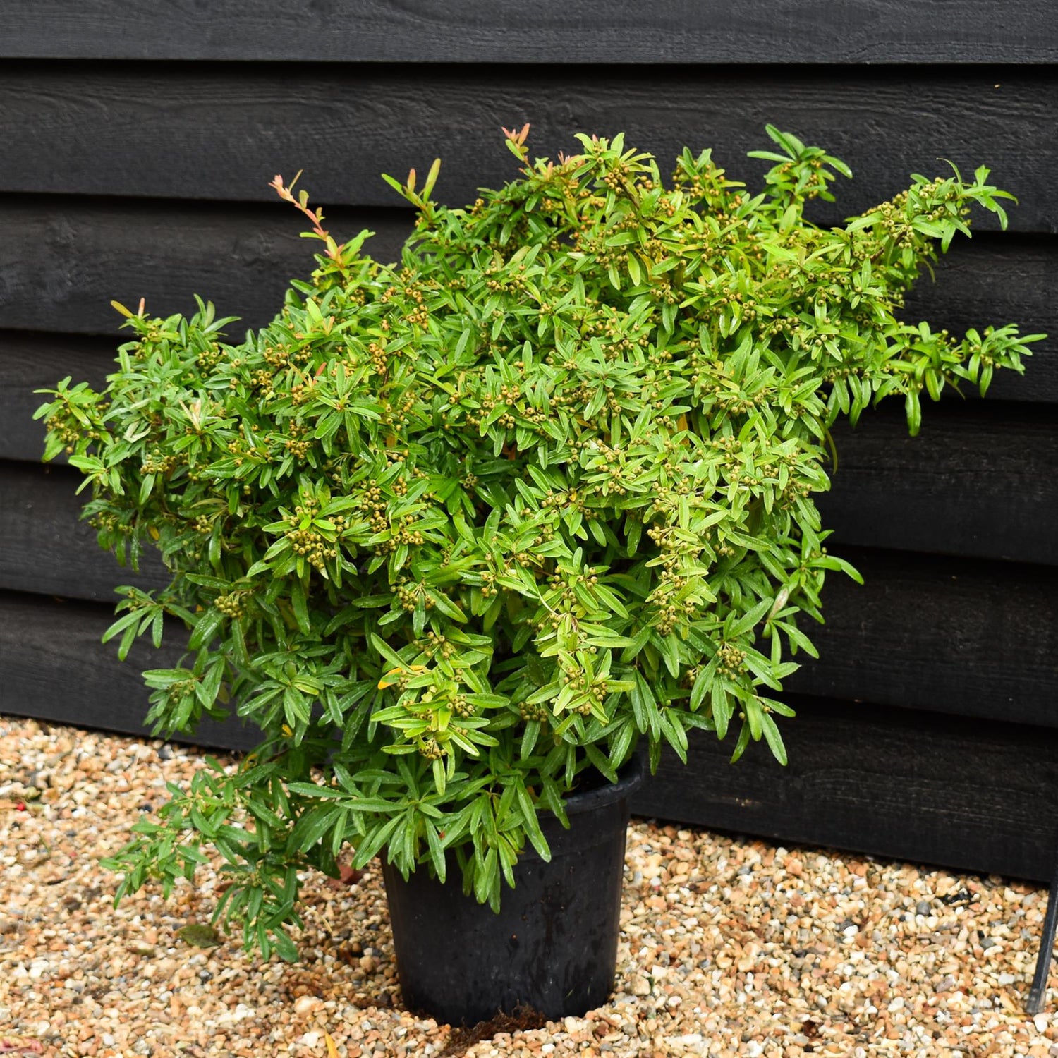 Pyracantha Teton - 40-50cm - 10lt