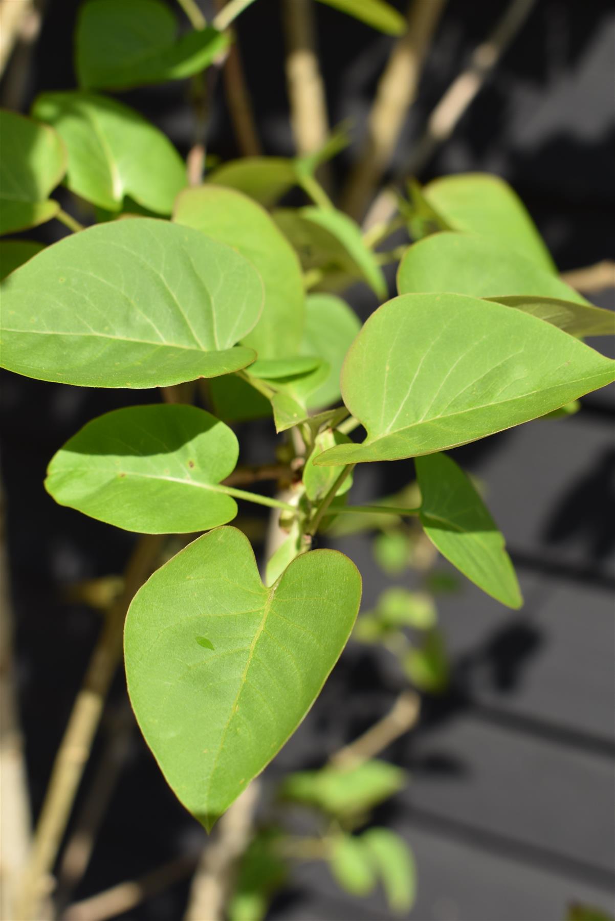 Syringa vulgaris 'Andenken an Ludwig Spath' - 200cm, 90lt